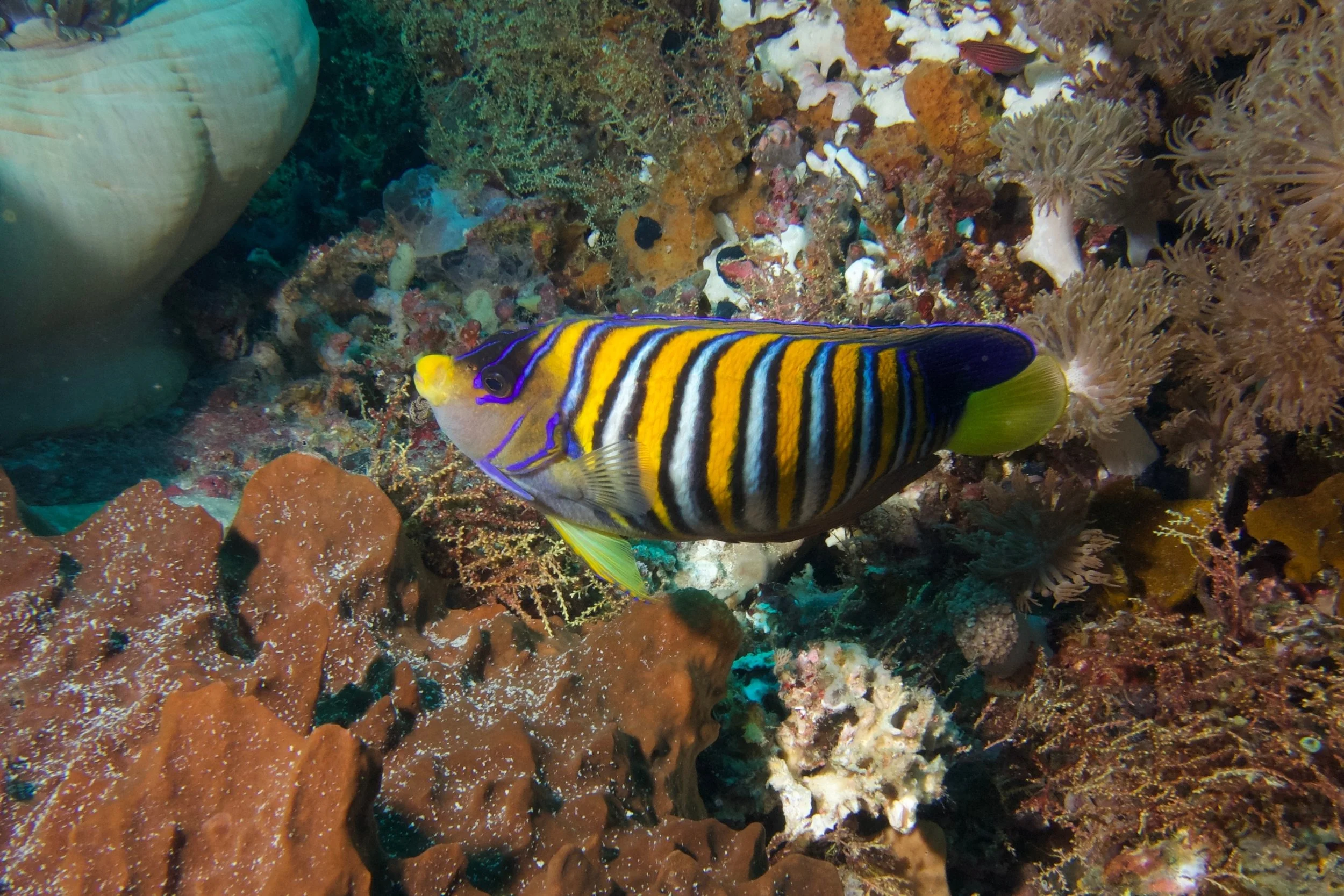 regal angelfish1.jpg