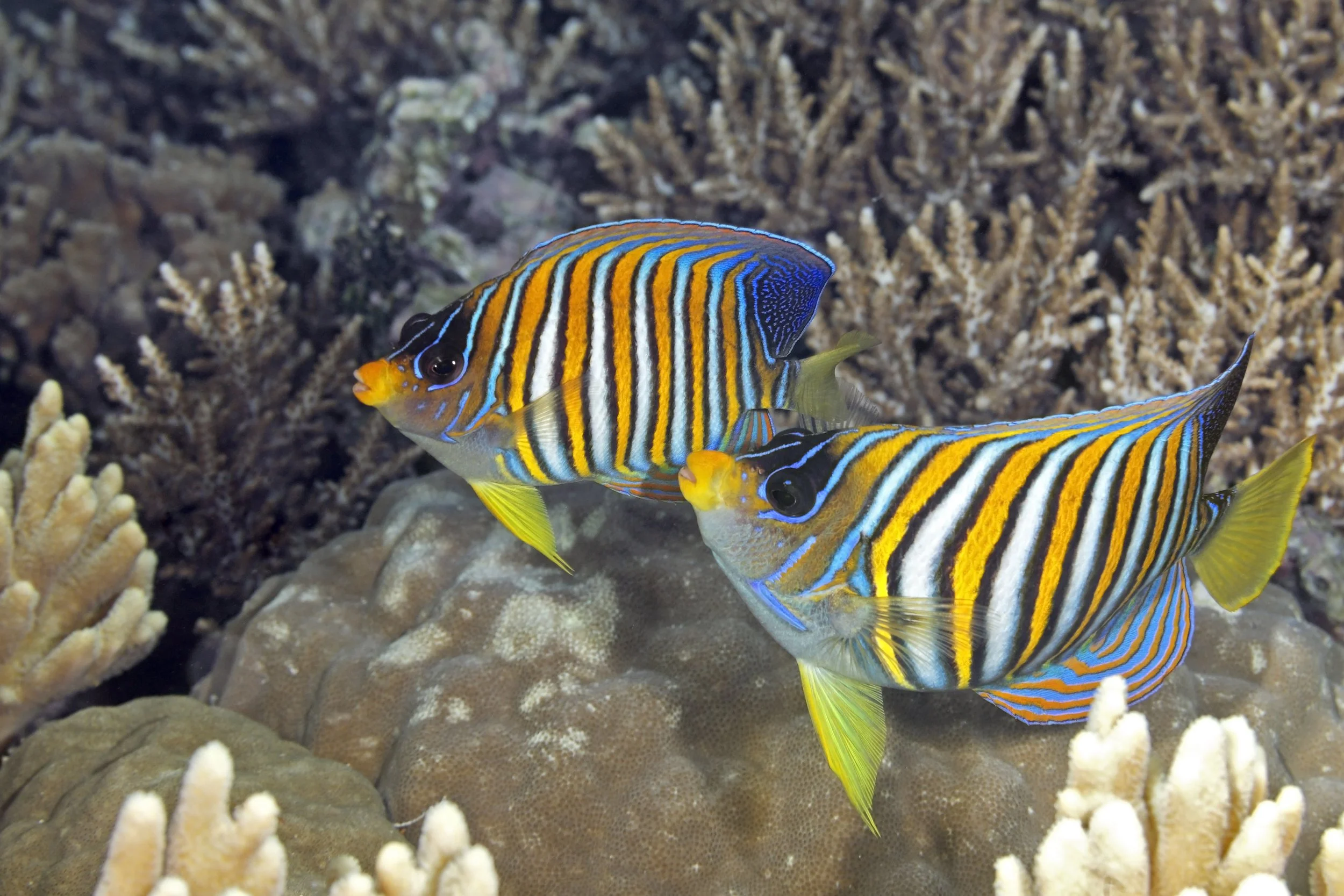 regal angelfish2.jpg