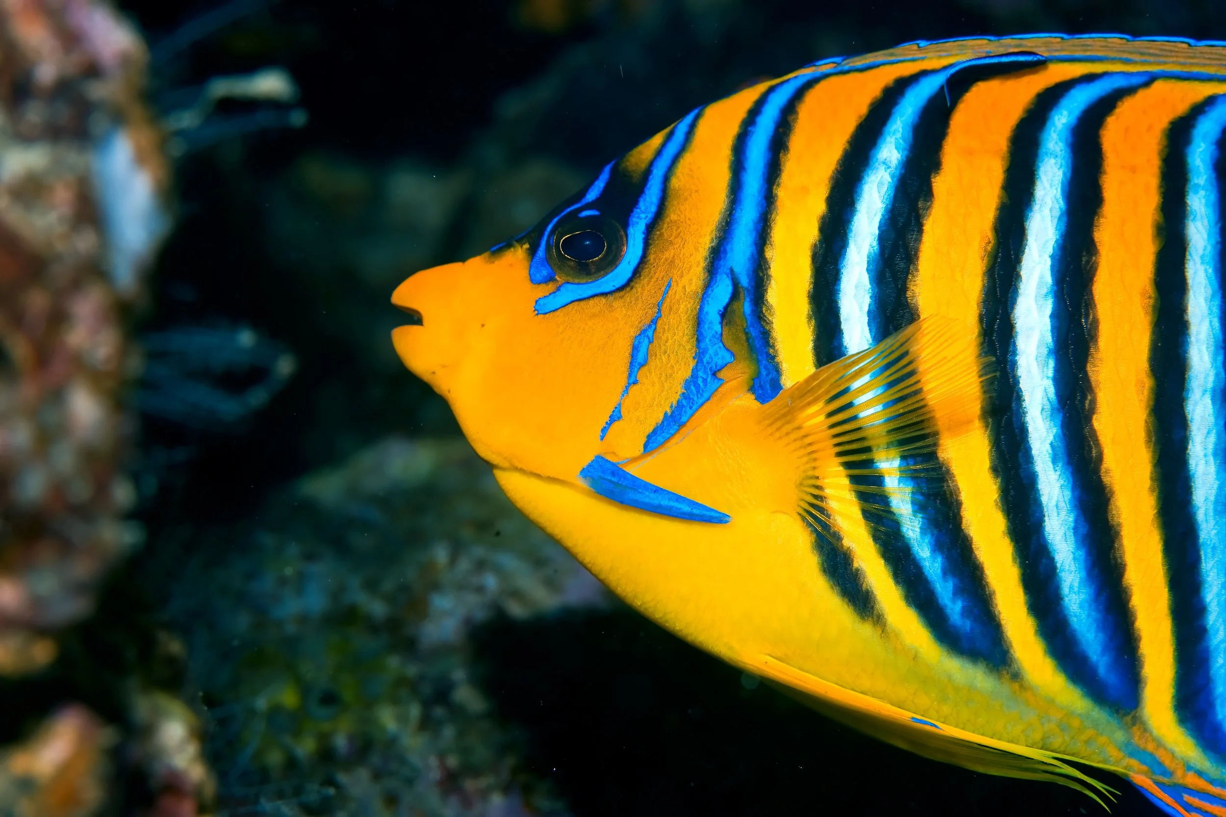 regal angelfish4.jpg