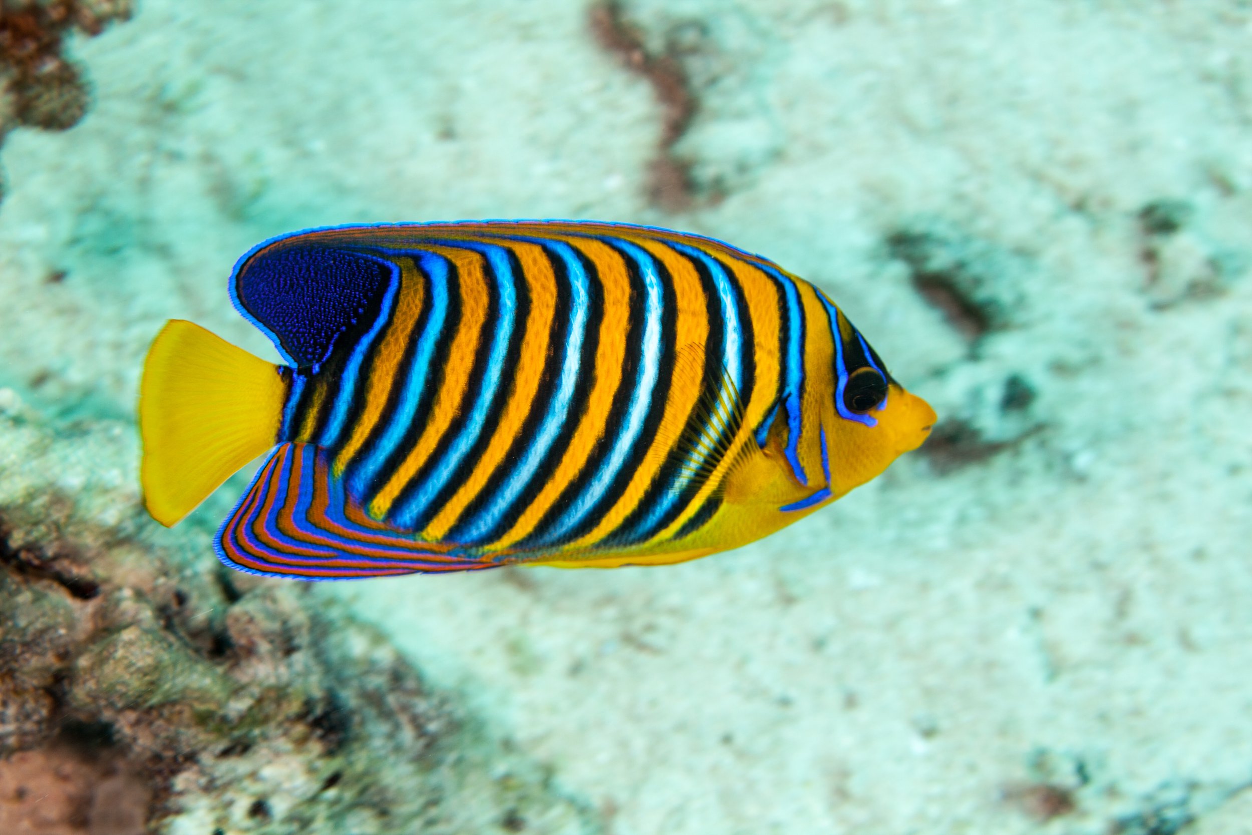 regal angelfish5.jpg