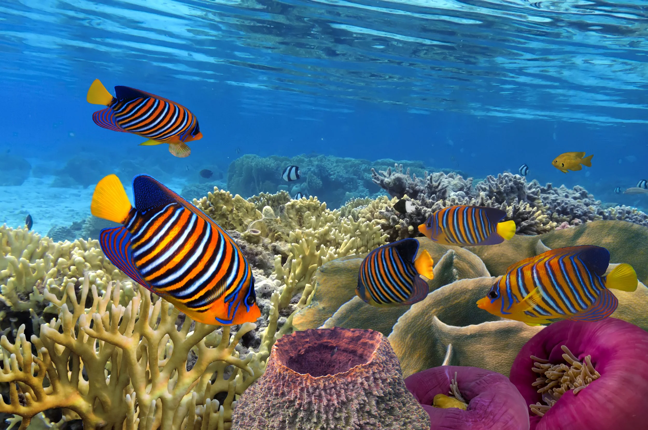 regal angelfish6.jpg