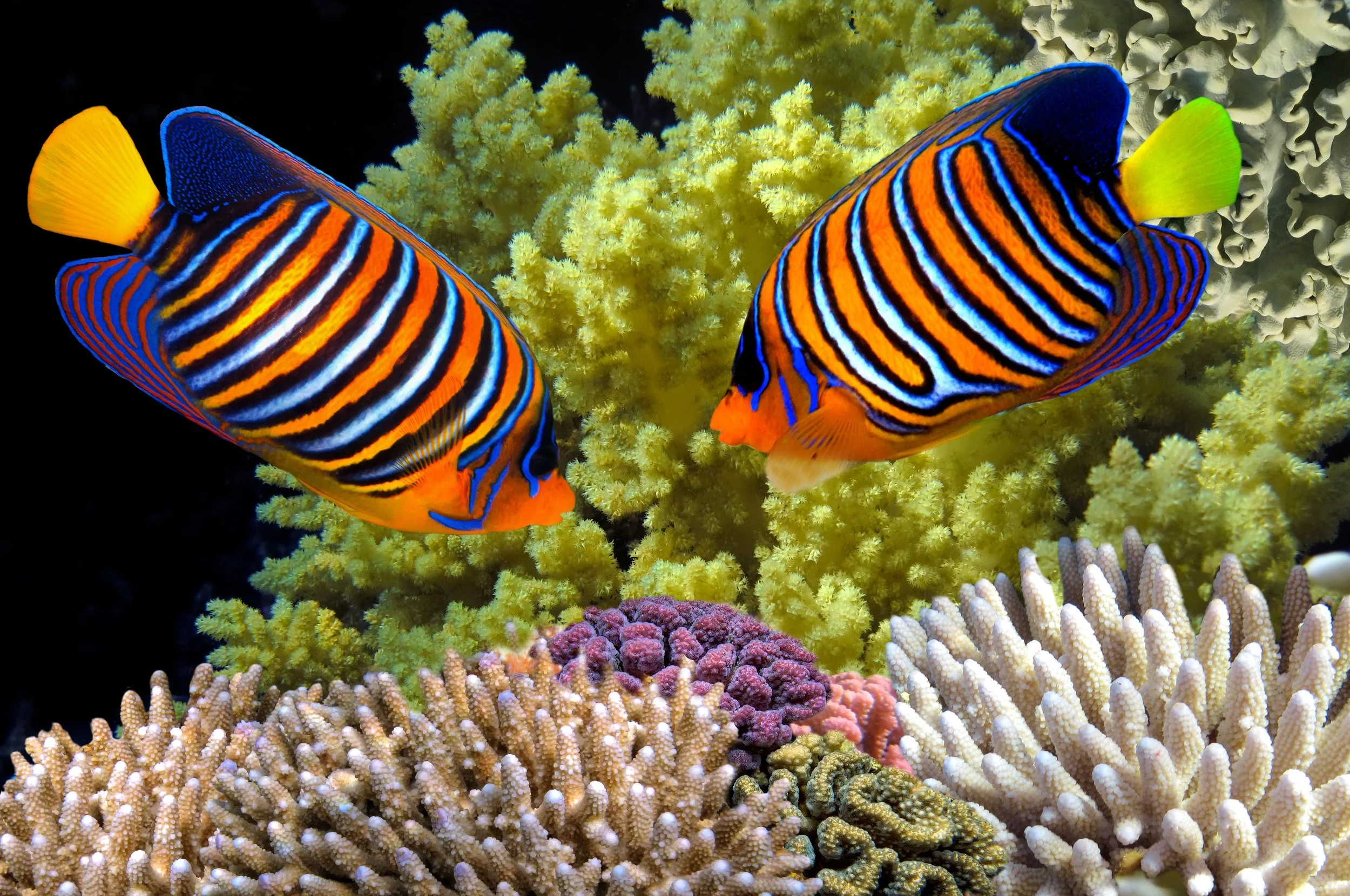 regal angelfish7.jpg