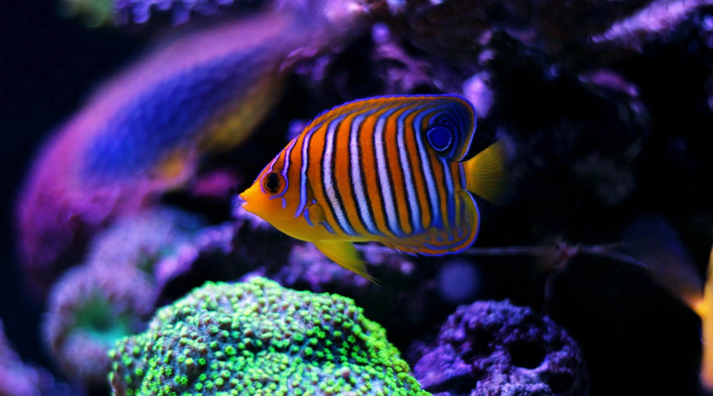 regal angelfish9.jpg