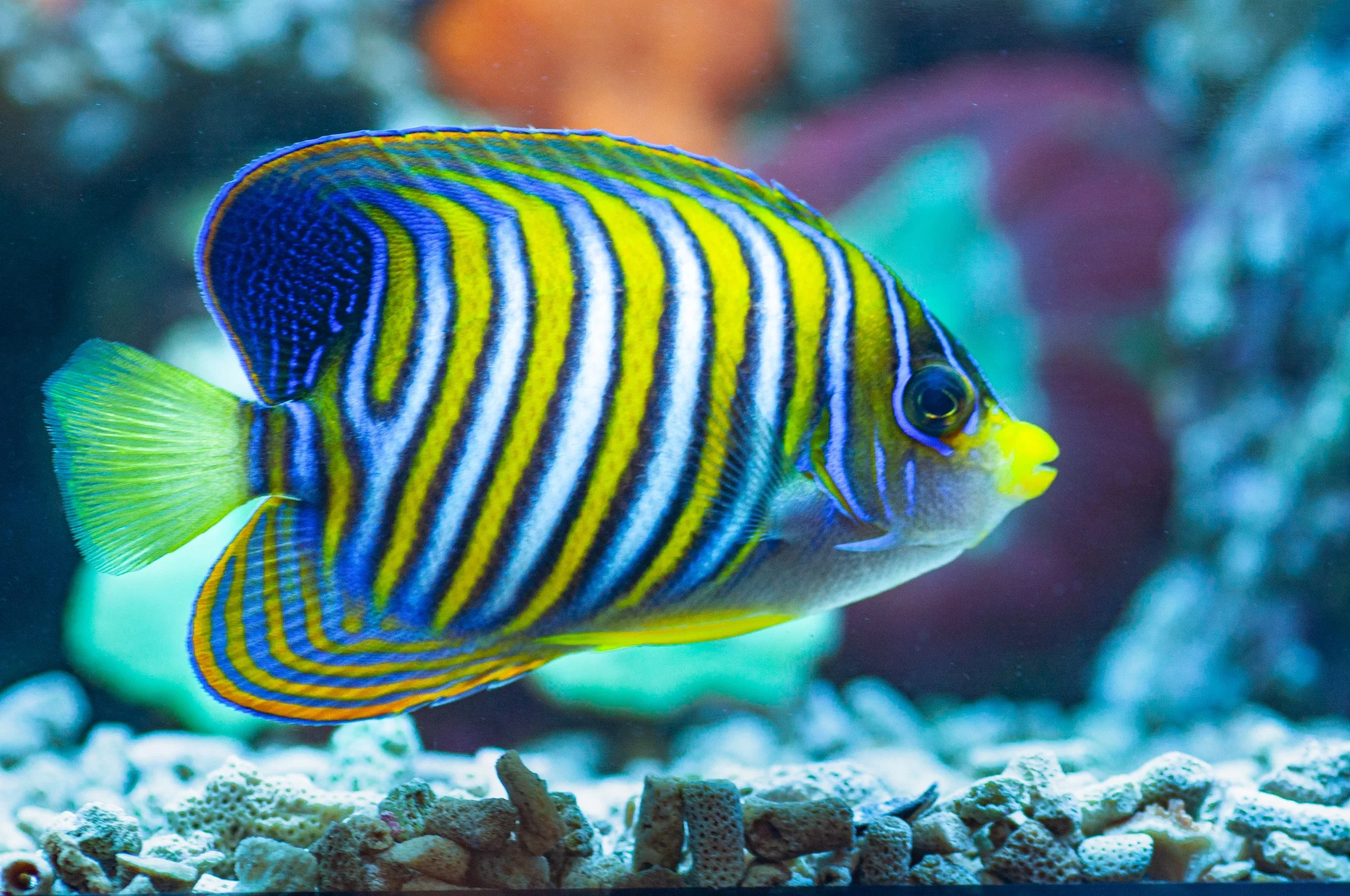 regal angelfish13.jpg