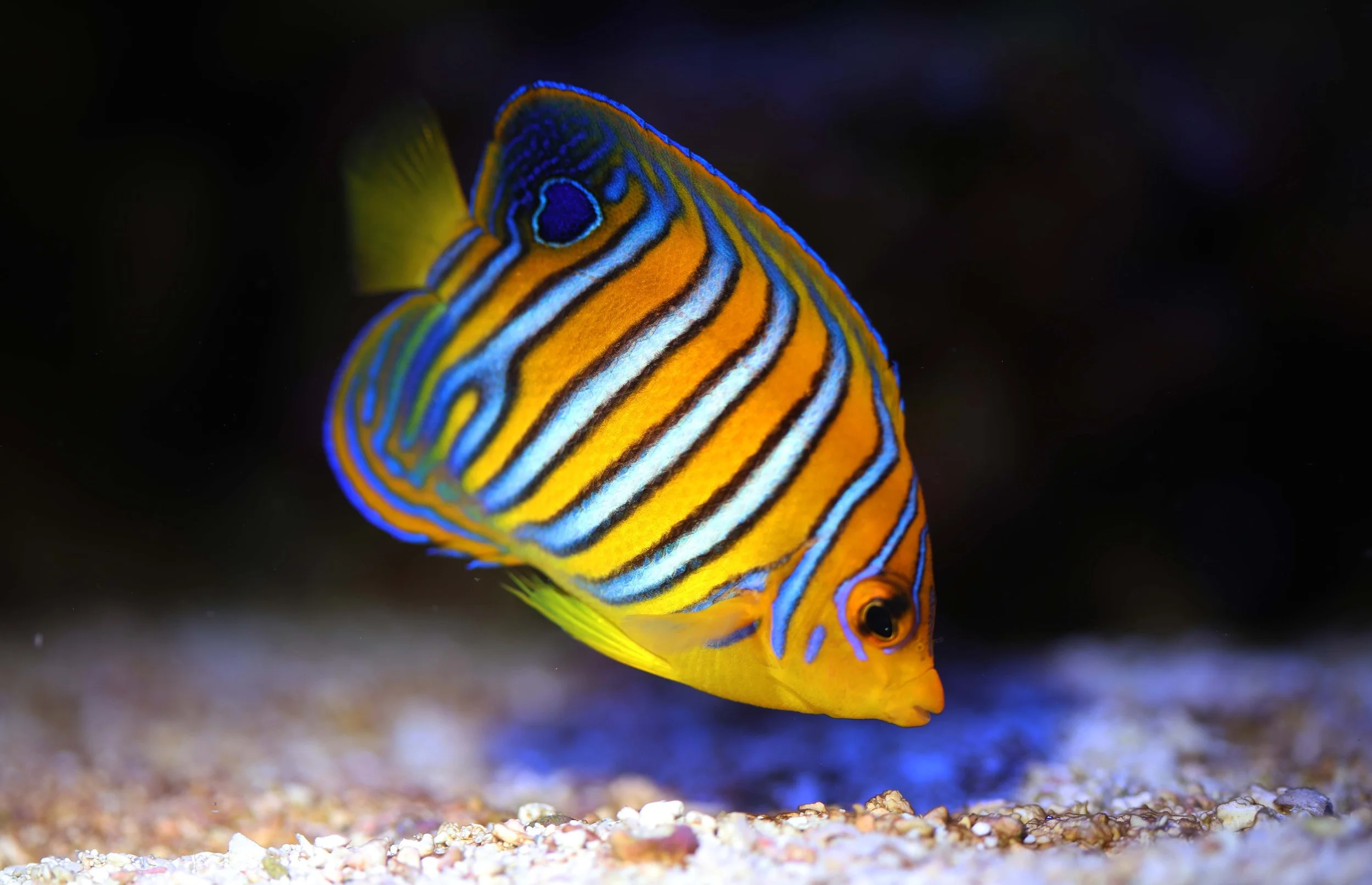 regal angelfish12.jpg