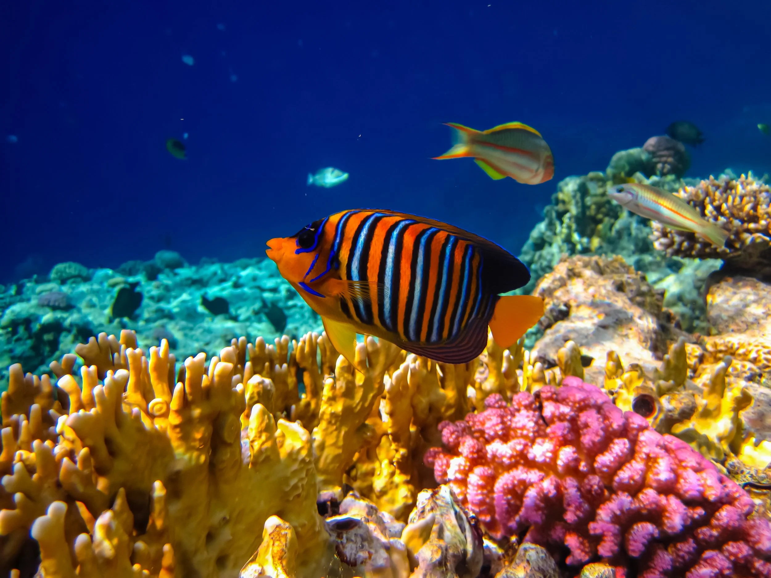 regal angelfish14.jpg