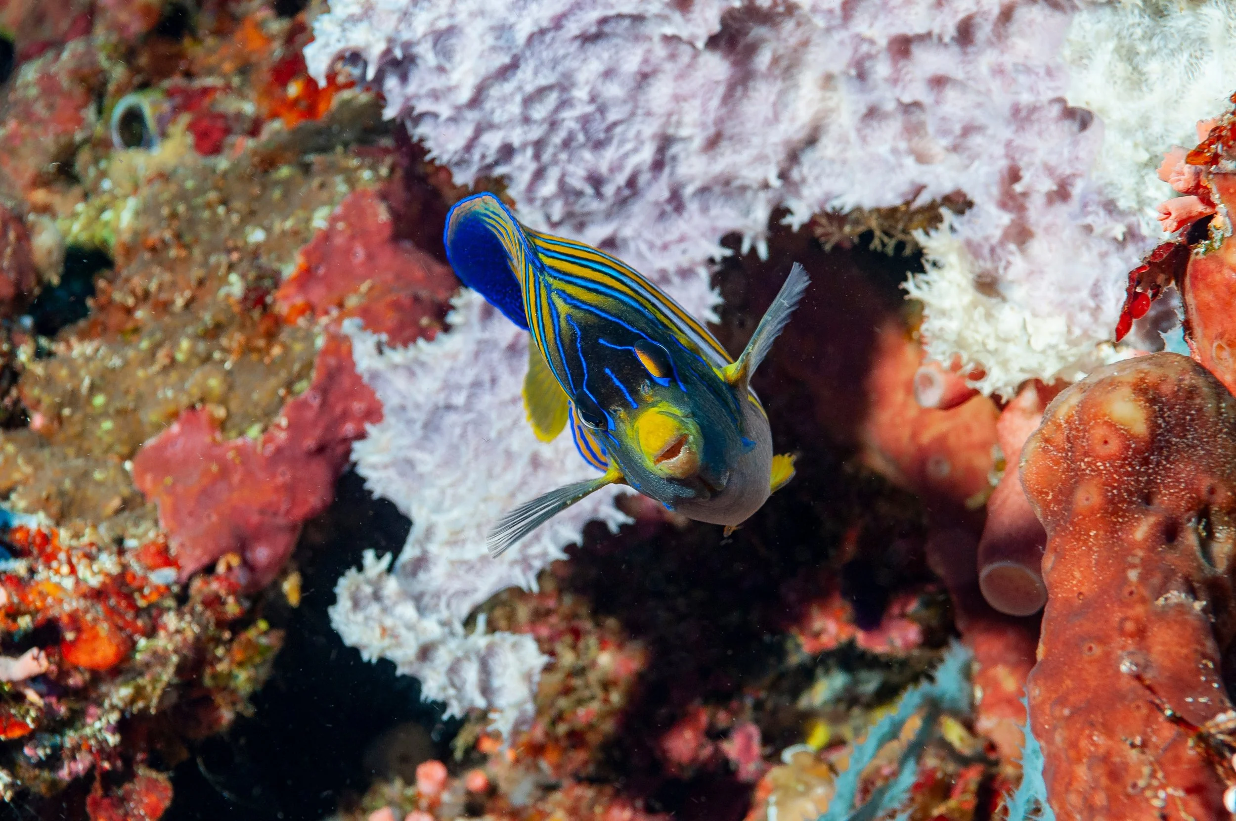 regal angelfish17.jpg