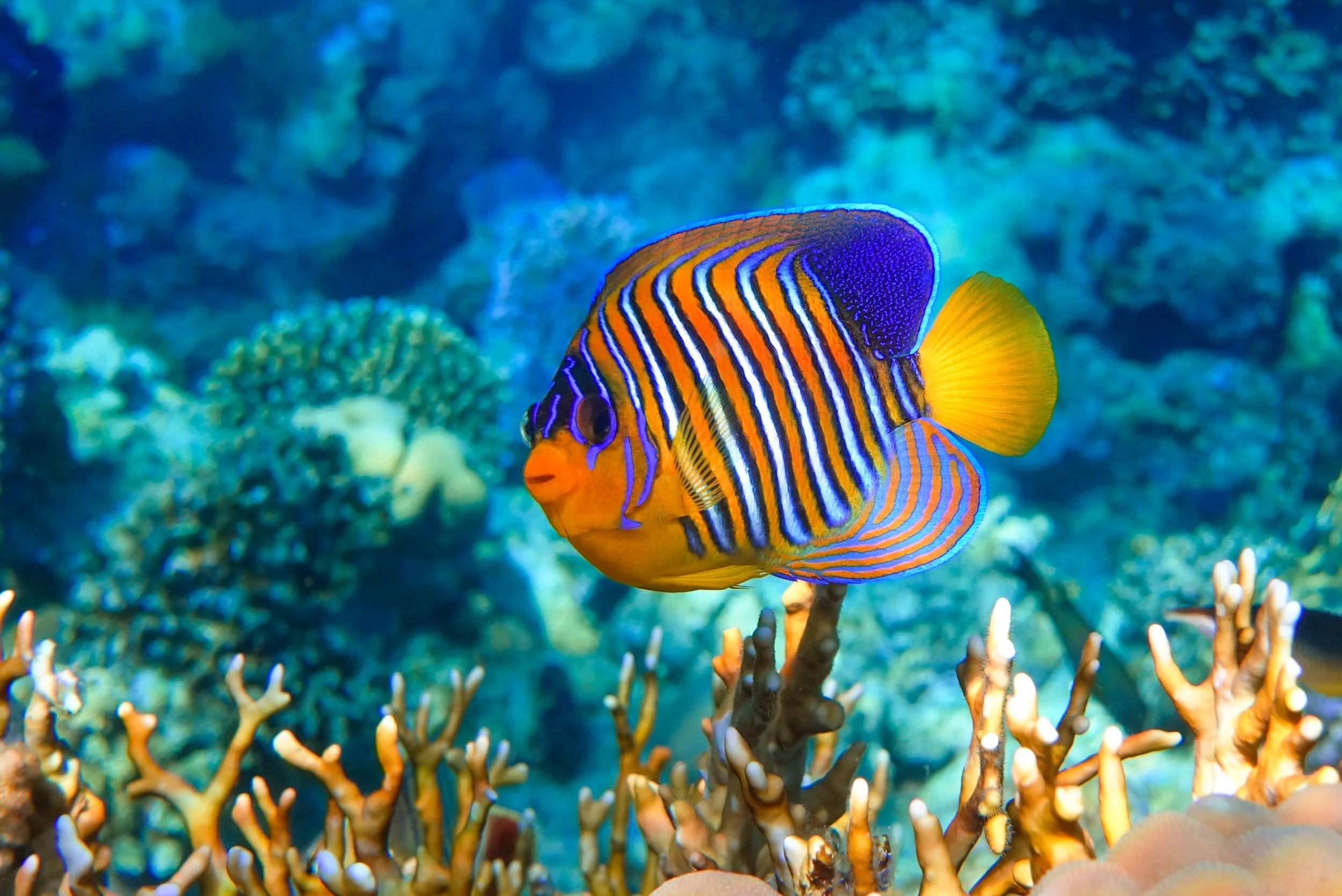 regal angelfish16.jpg