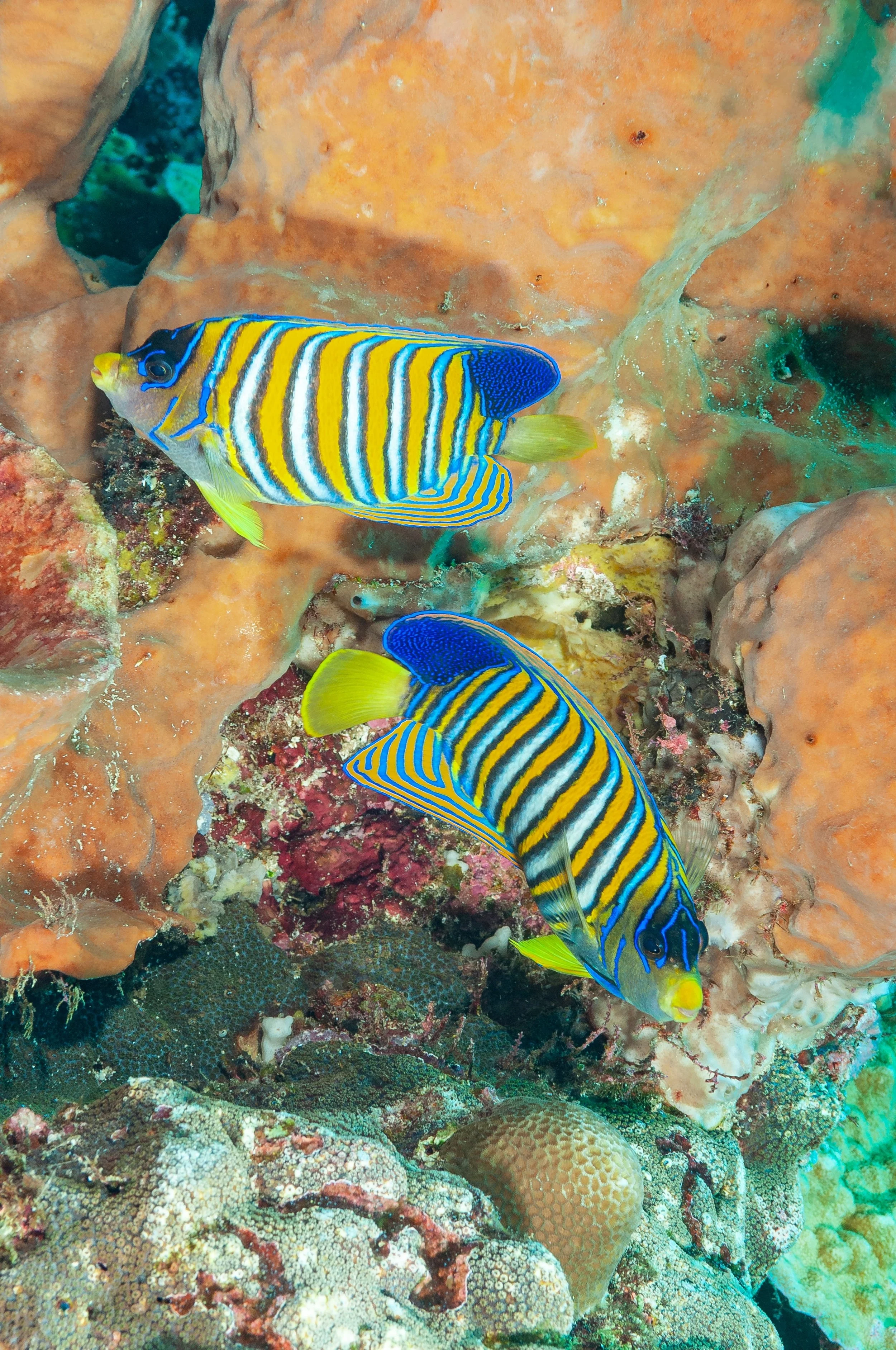 regal angelfish18.jpg