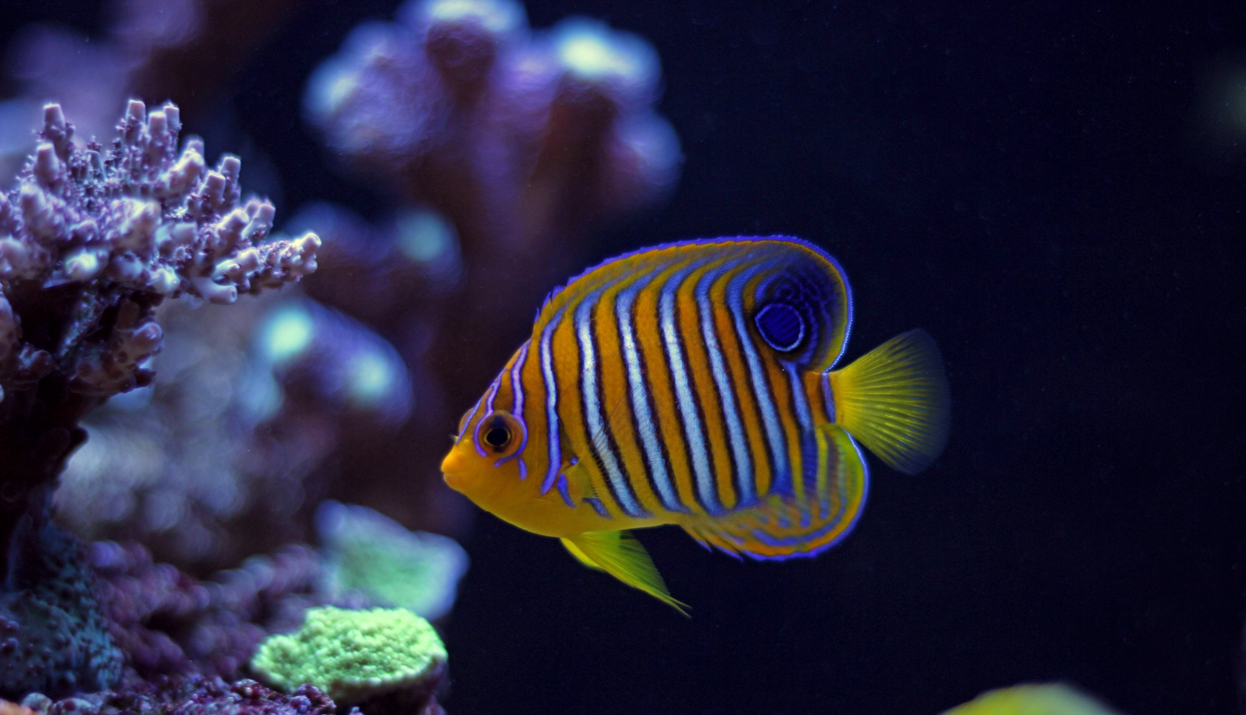 regal angelfish20.jpg