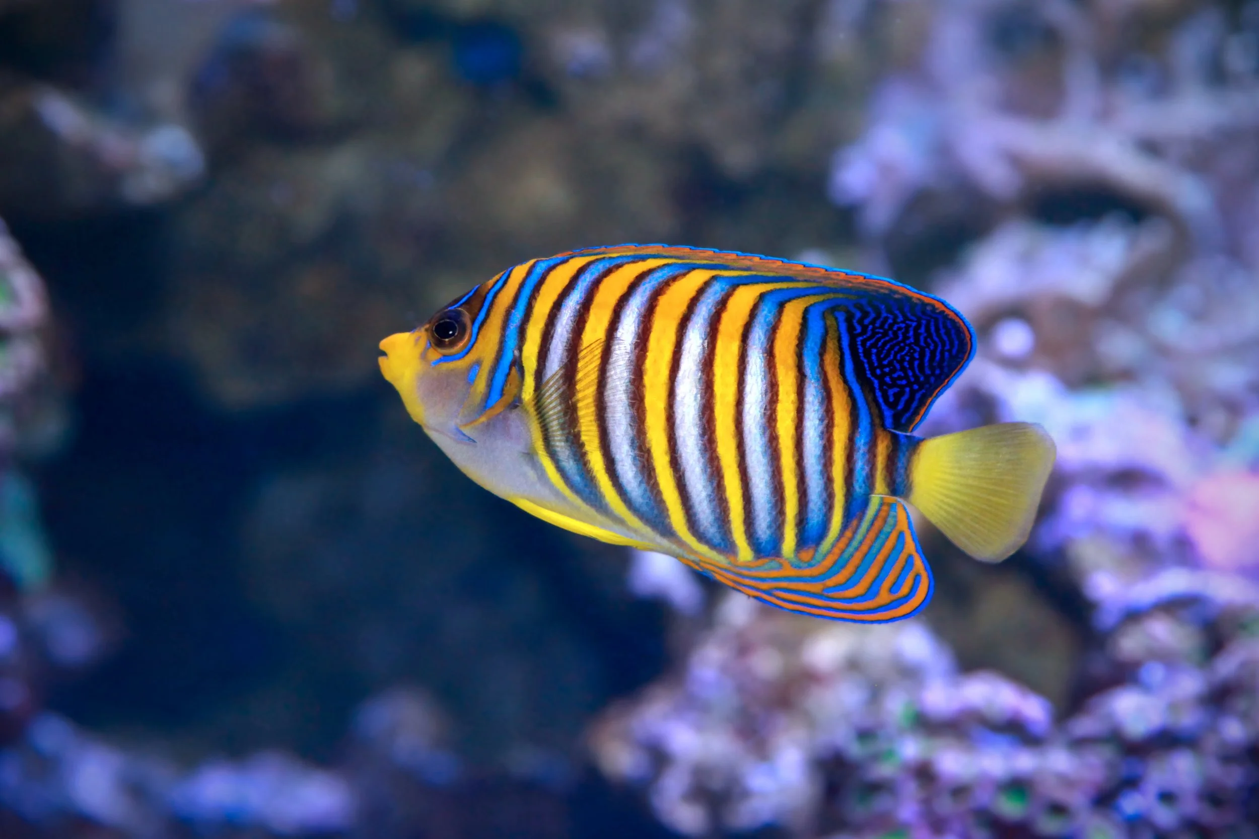 regal angelfish19.jpg