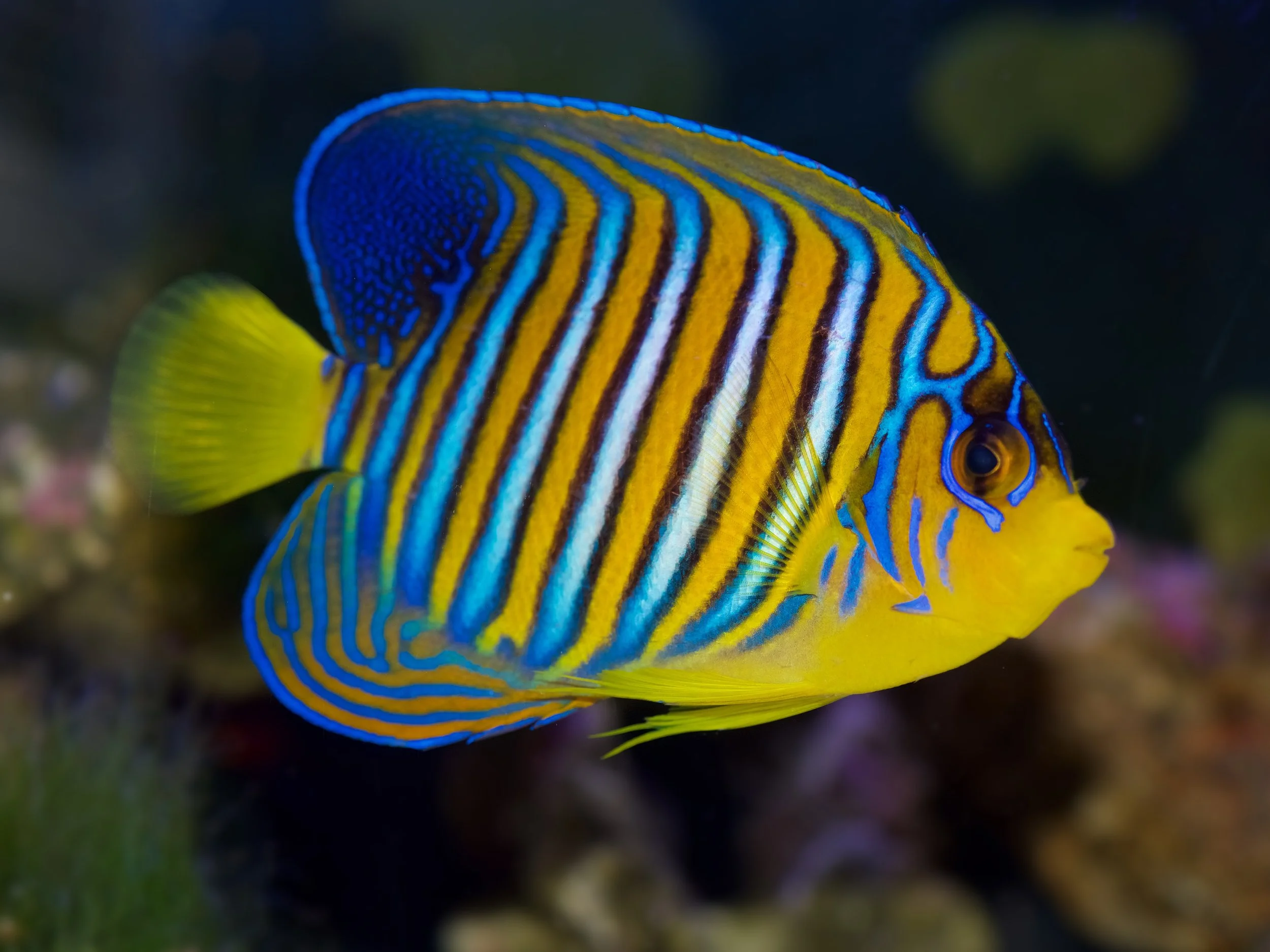 regal angelfish21.jpg