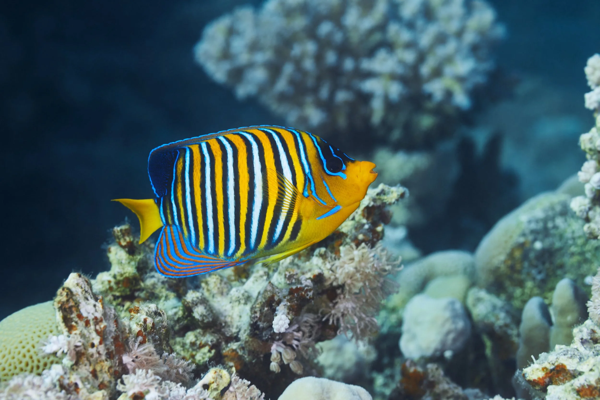 regal angelfish22.jpg