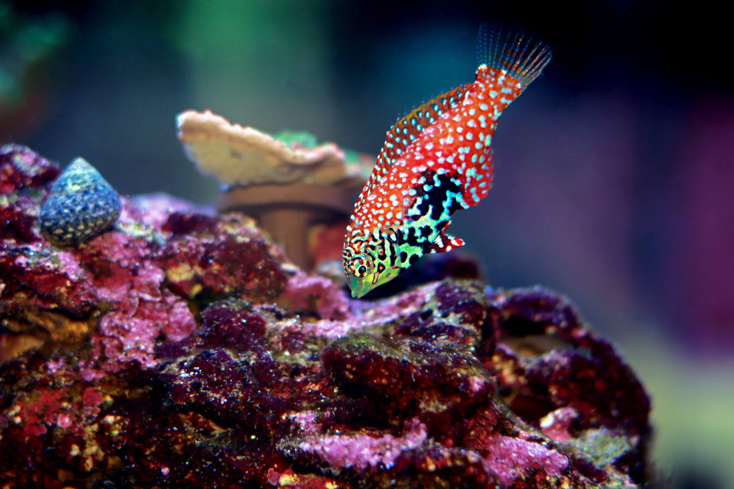 leopard wrasse12.jpg
