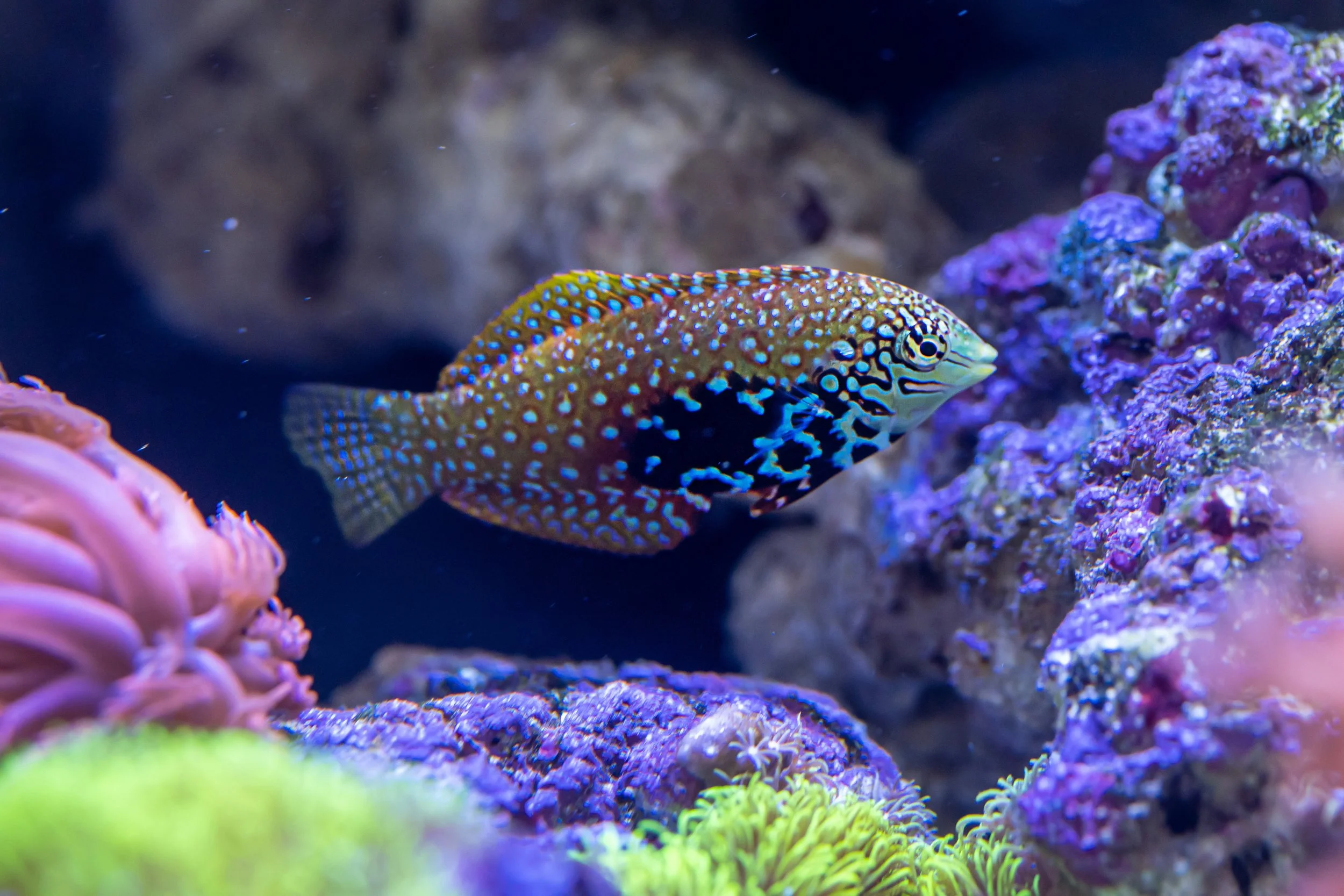leopard wrasse13.jpg