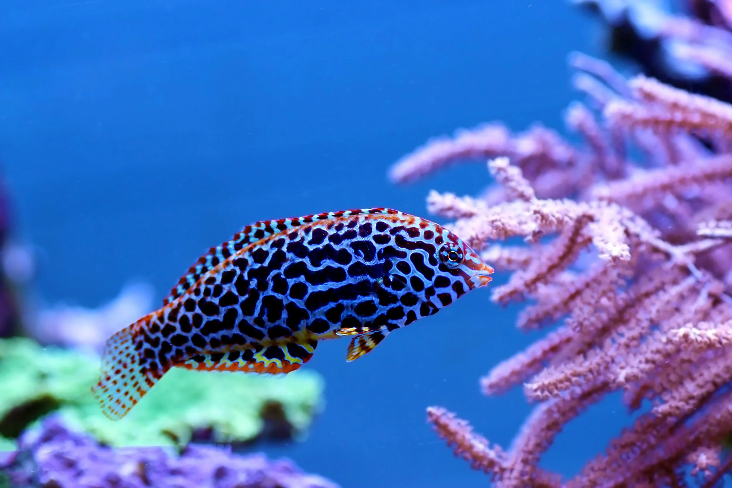 leopard wrasse14.jpg