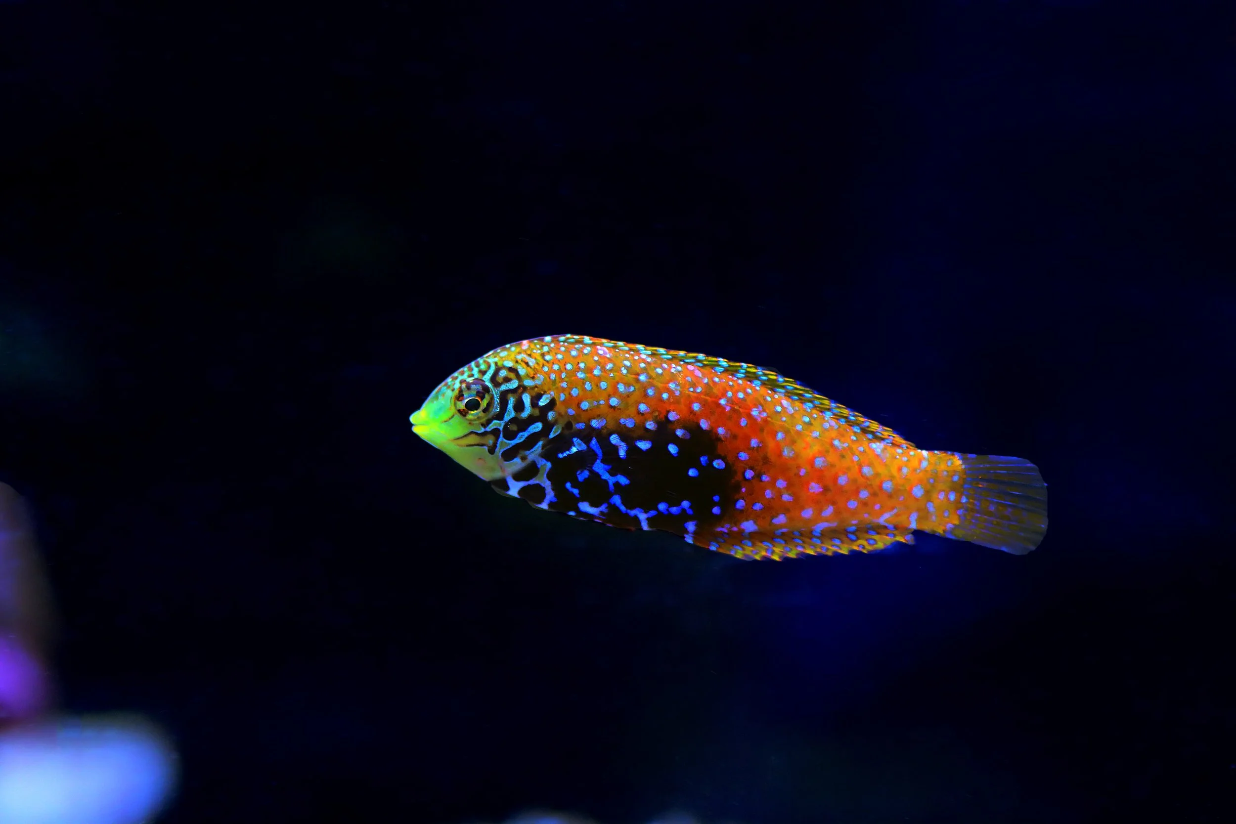 leopard wrasse18.jpg