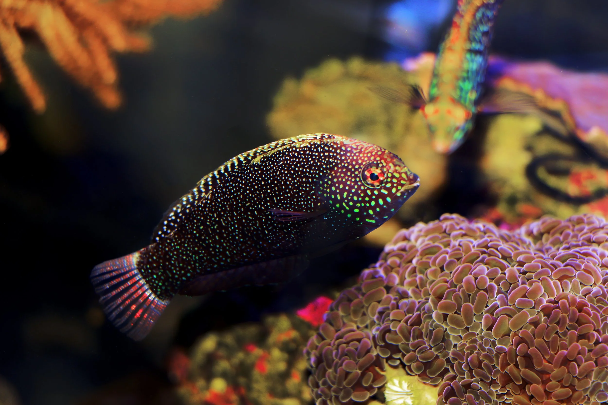 leopard wrasse16.jpg