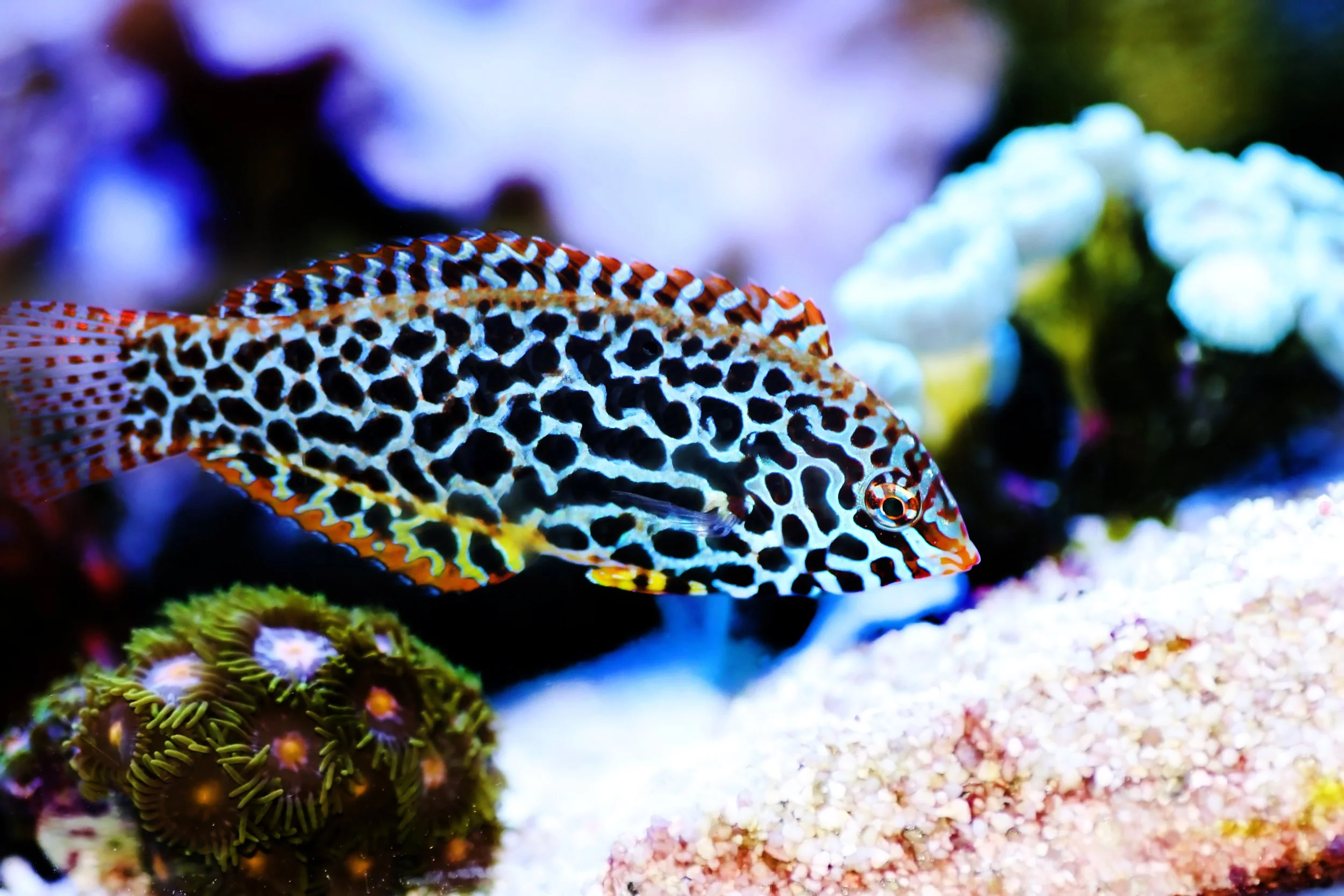 leopard wrasse17.jpg