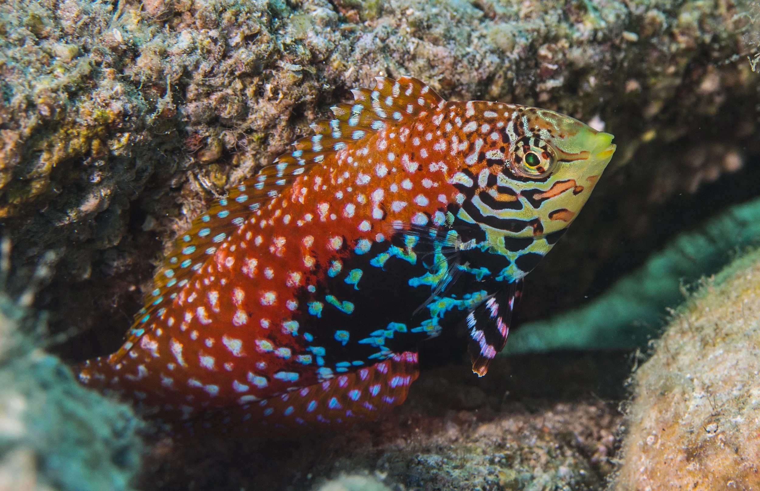 leopard wrasse19.jpg