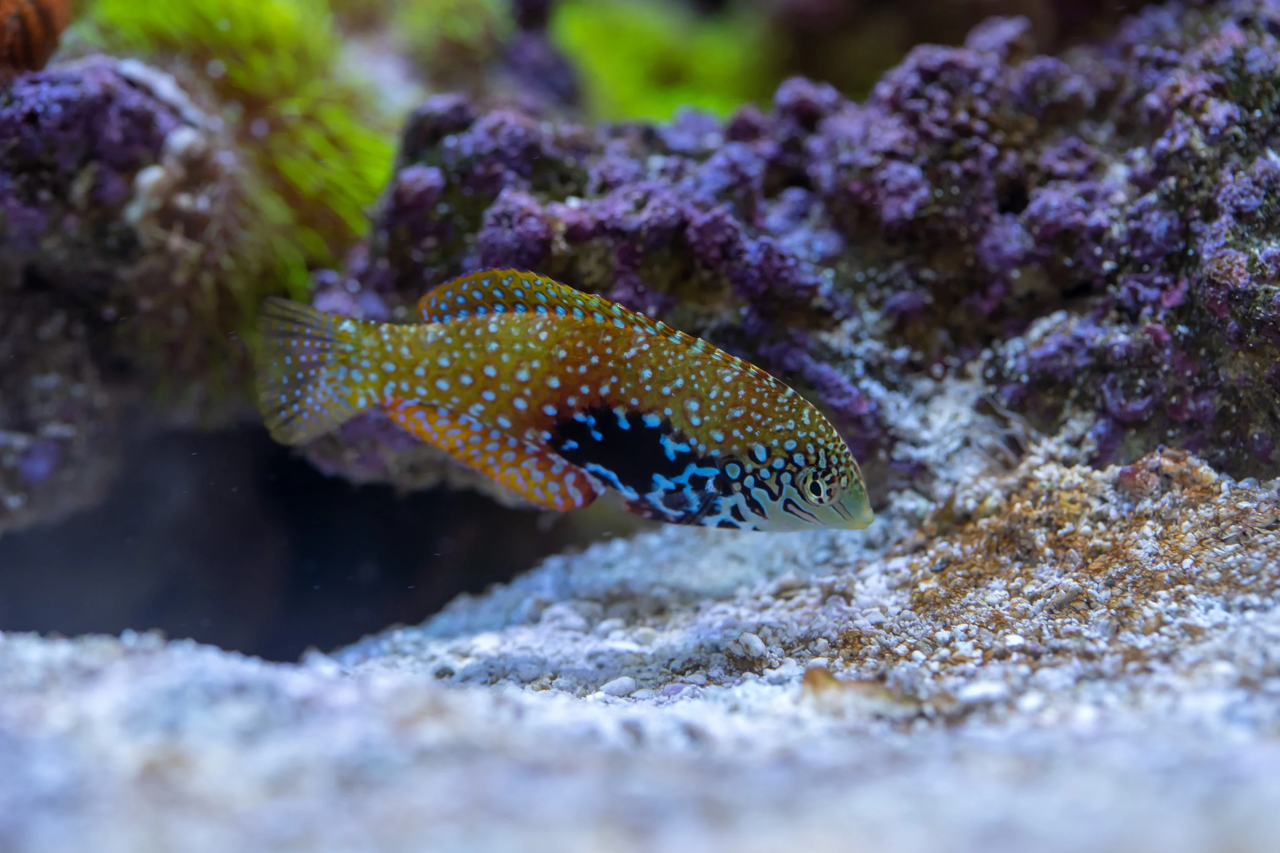 leopard wrasse20.jpg