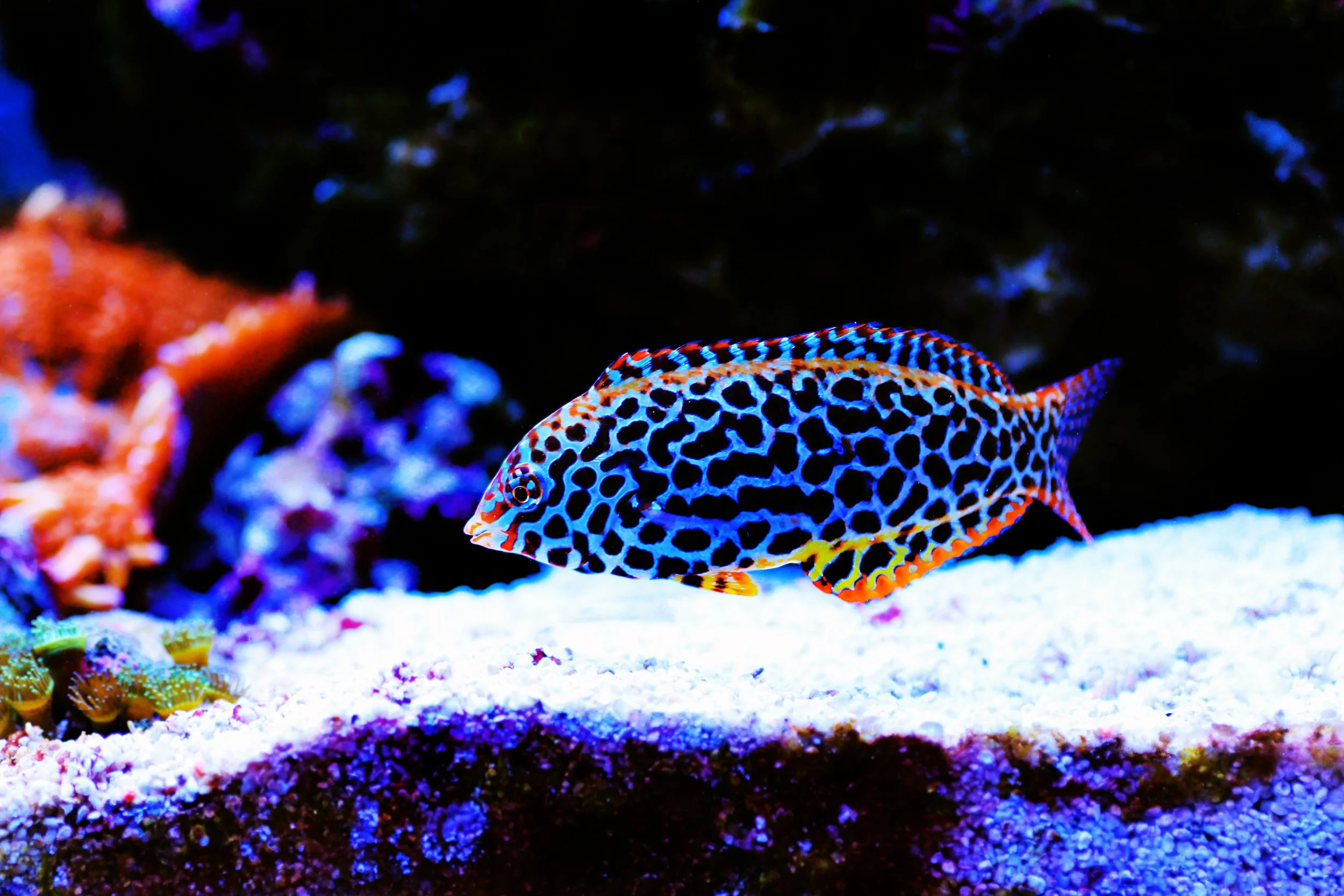 leopard wrasse21.jpg