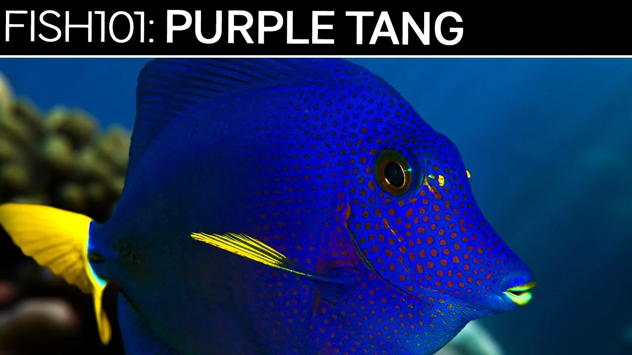 Purple Tang: Fish 101