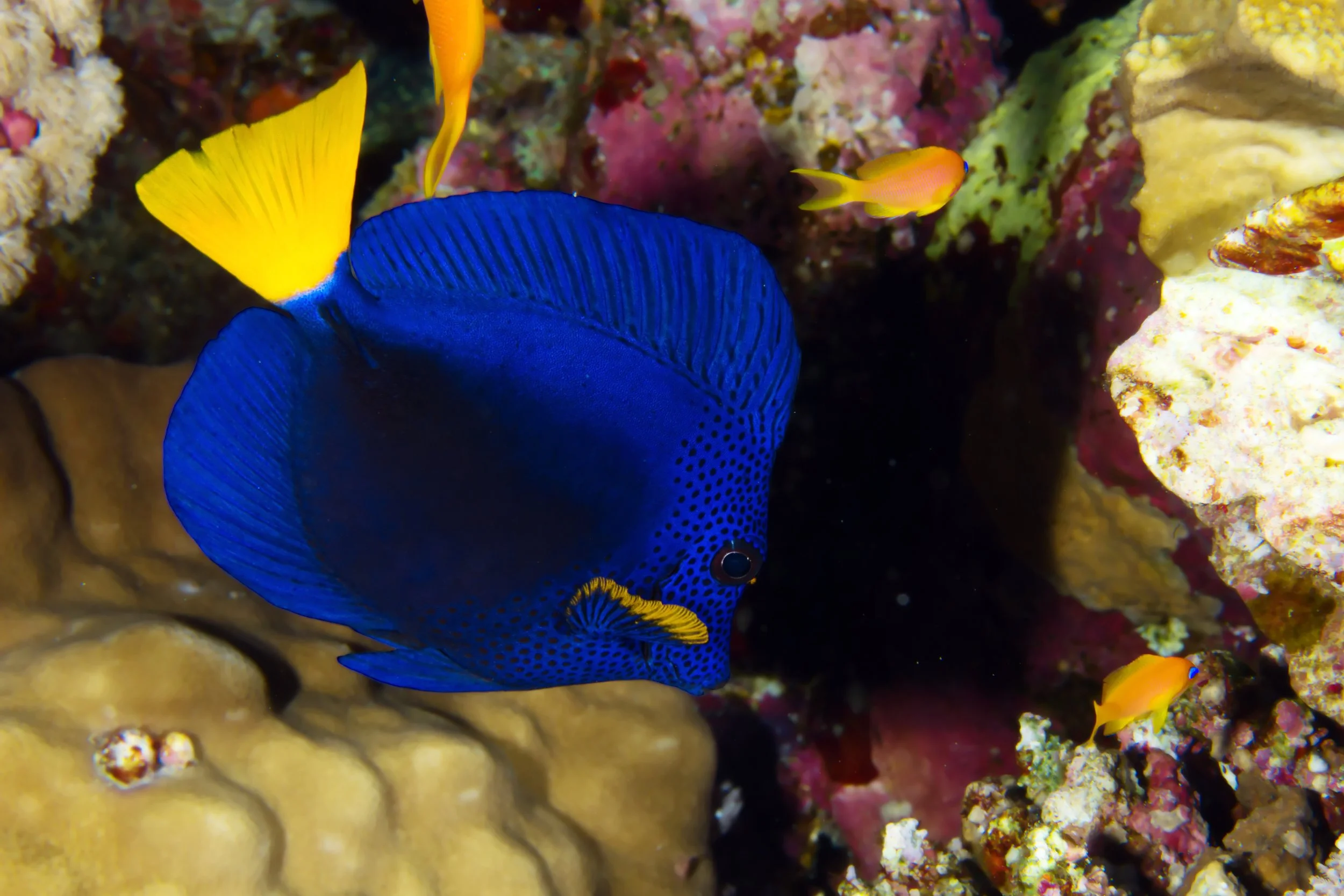 Purple Tang2.jpg