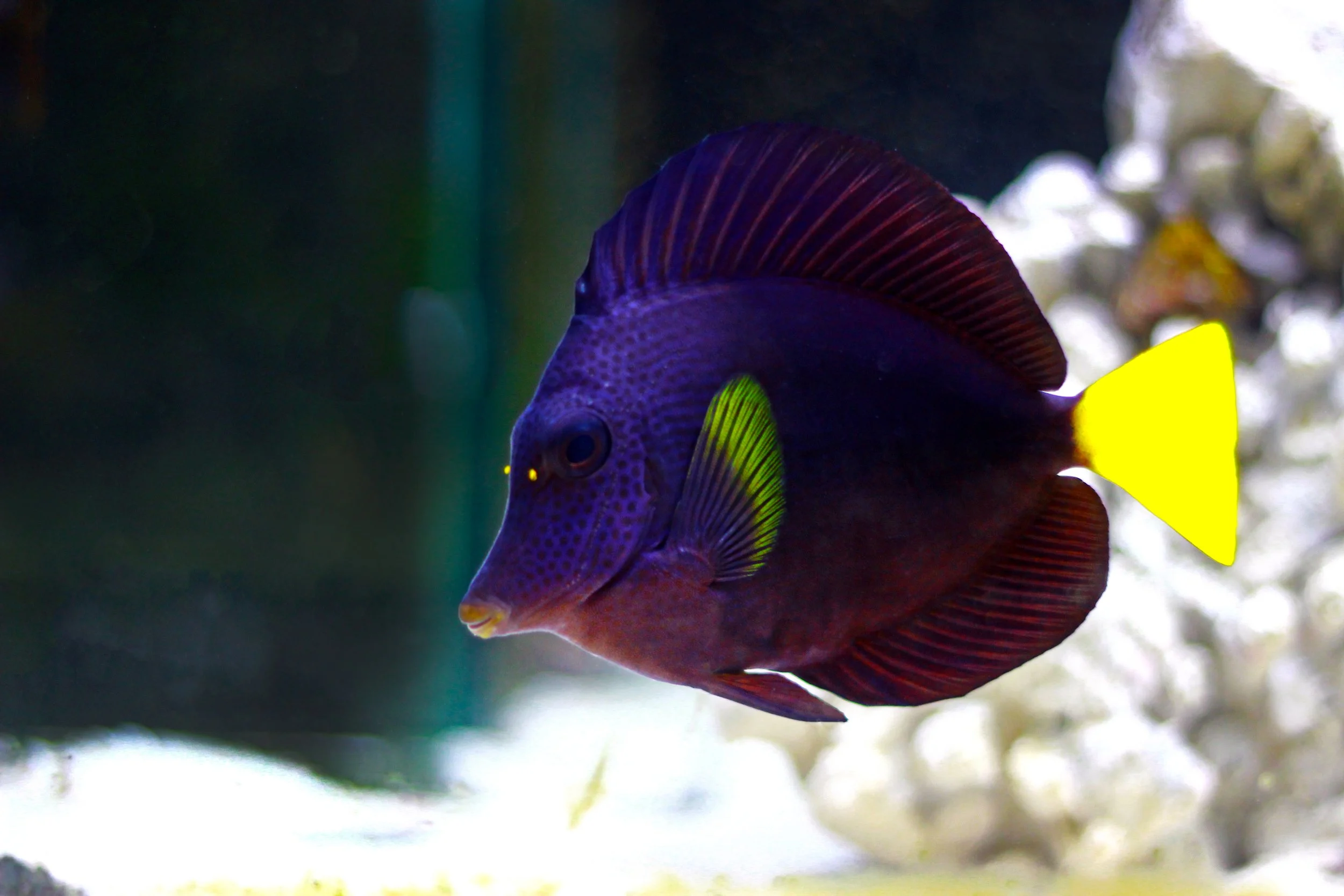 Purple Tang1.jpg