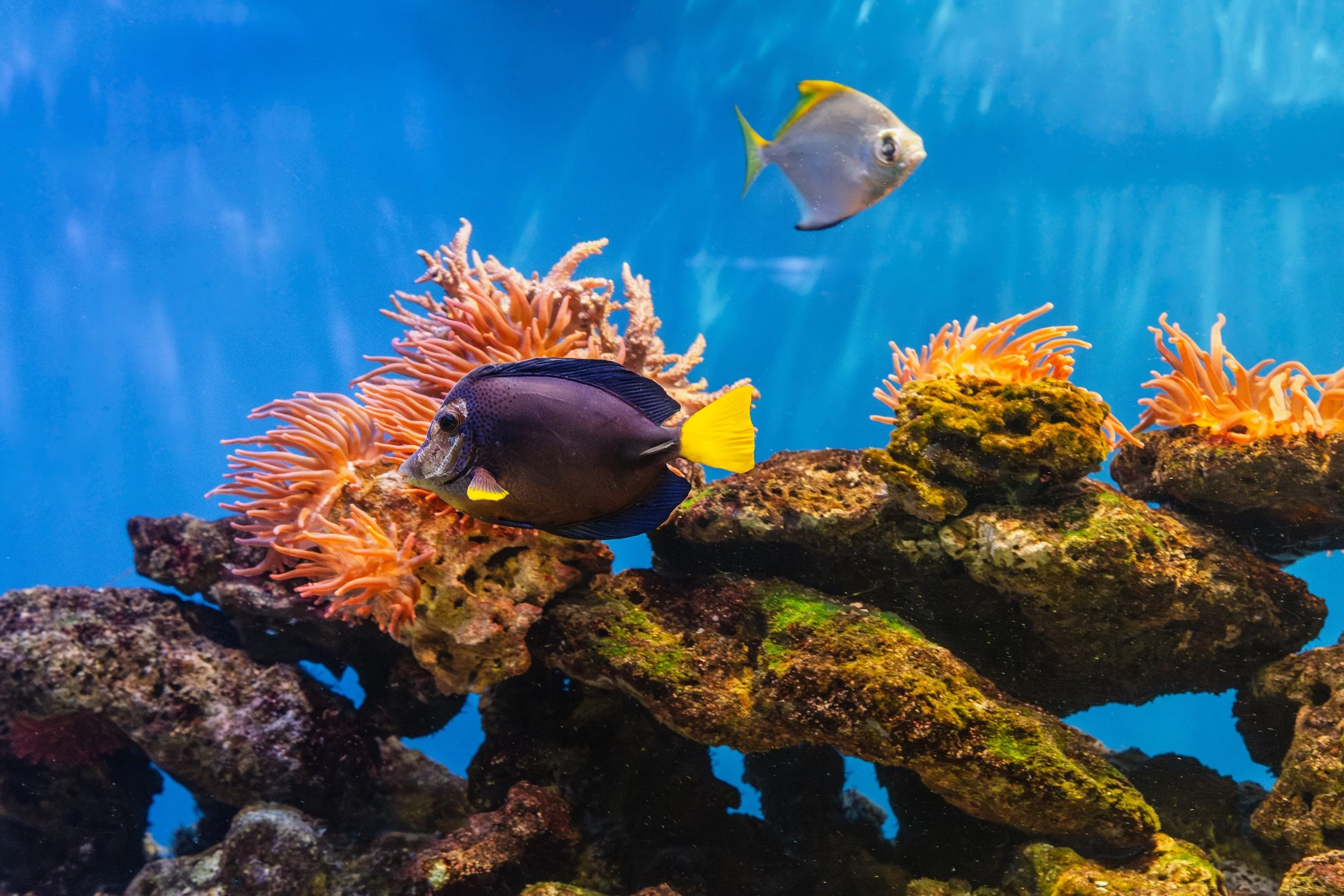Purple Tang3.jpg