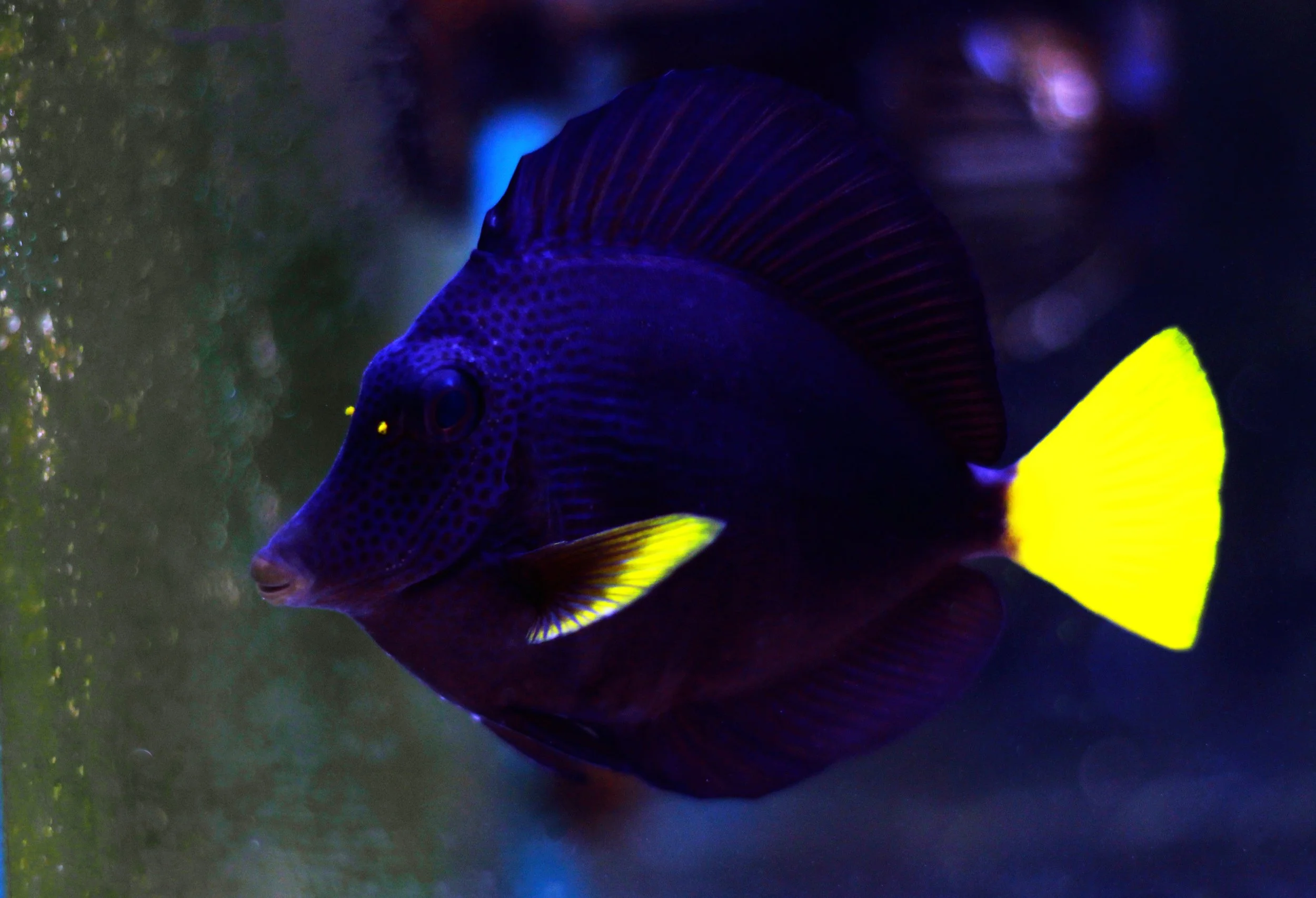 Purple Tang4.jpg