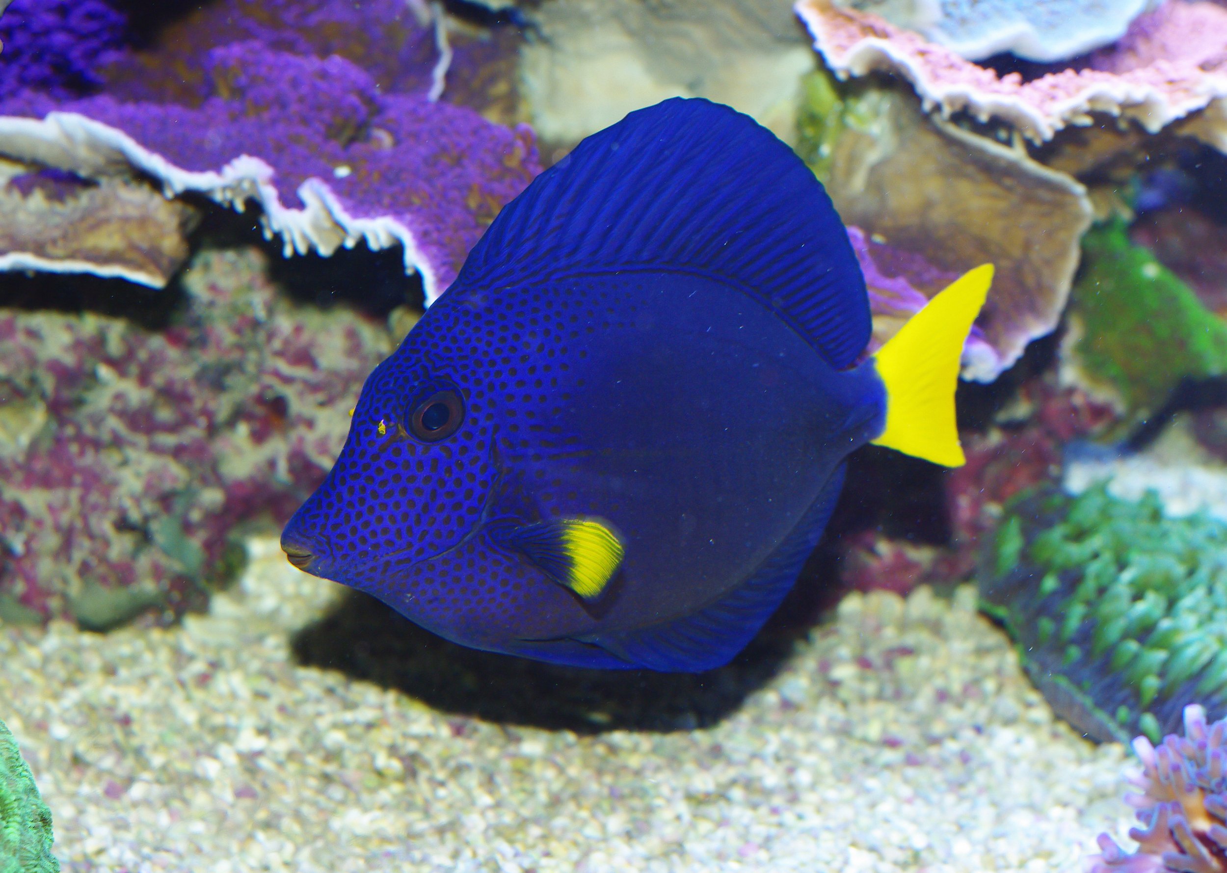 Purple Tang5.jpg