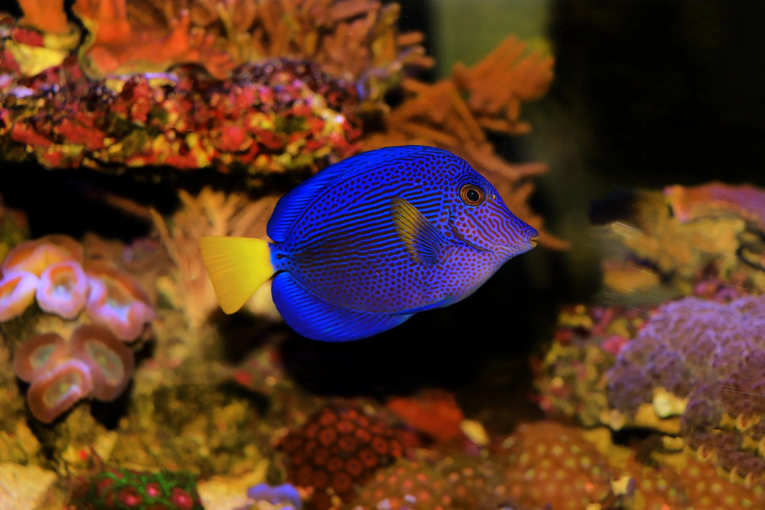Purple Tang7.jpg