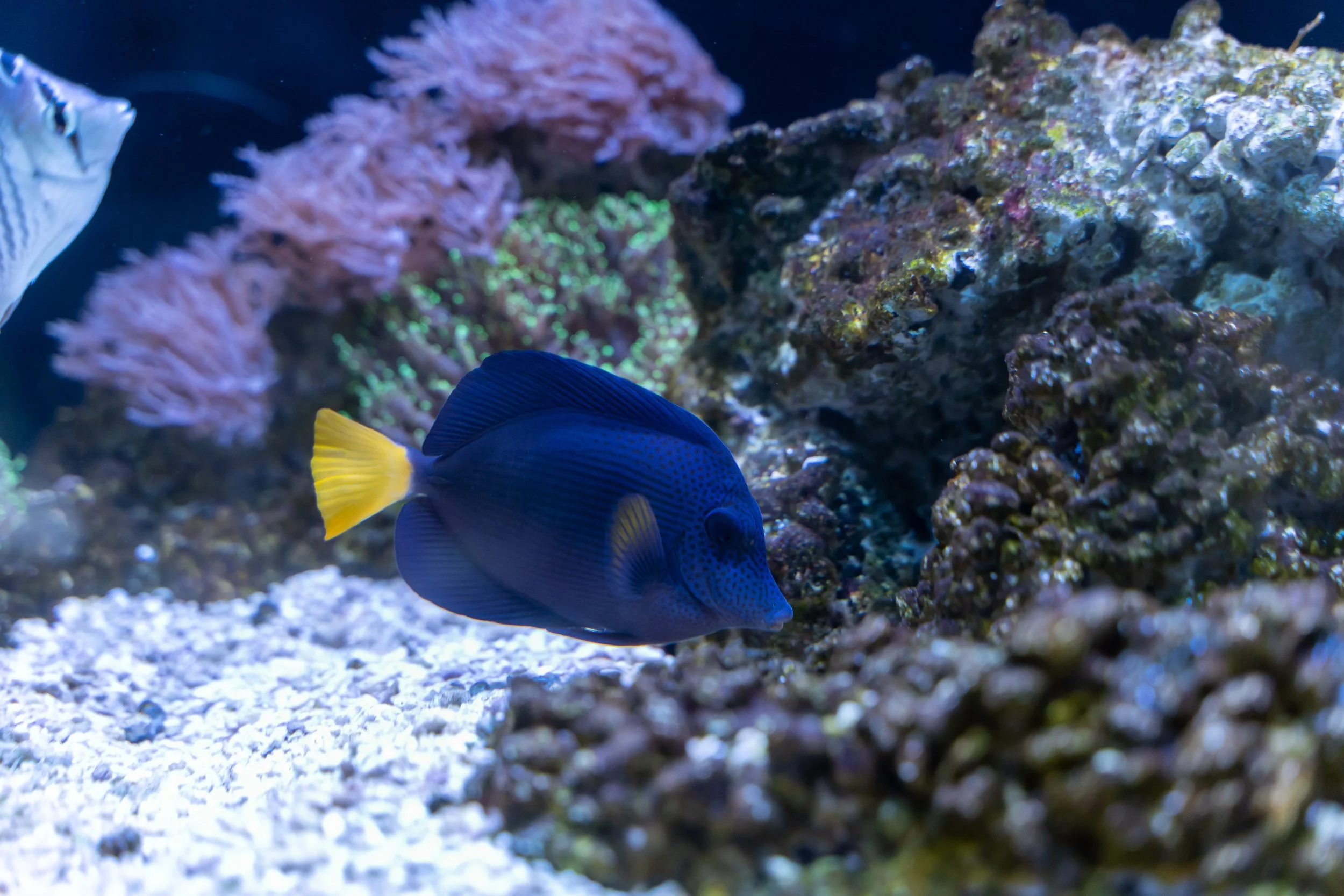 Purple Tang8.jpg