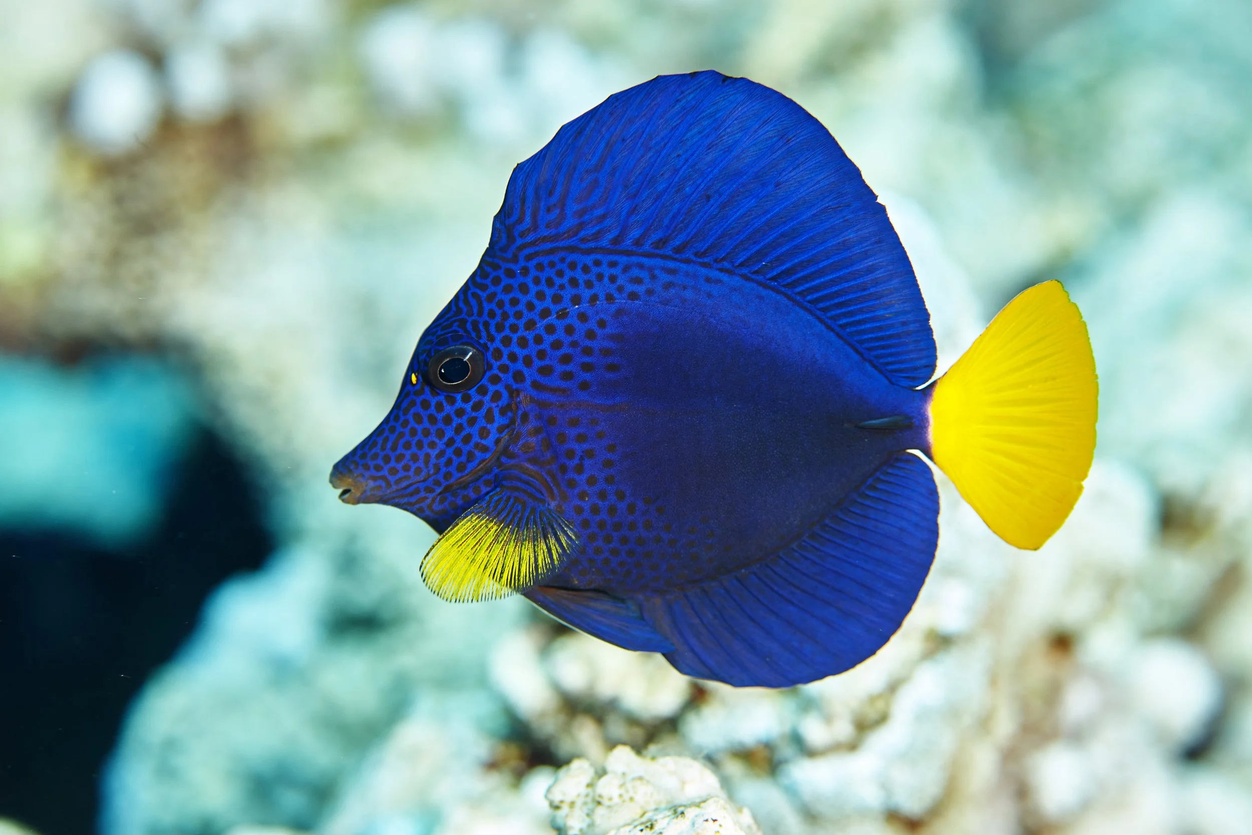 Purple Tang9.jpg