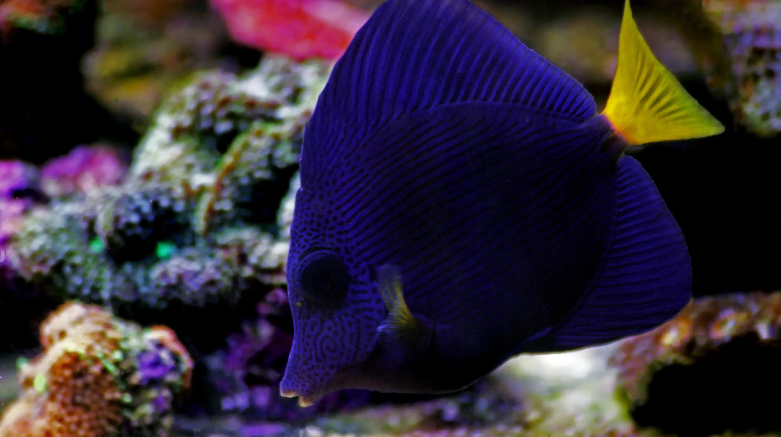 Purple Tang10.jpg