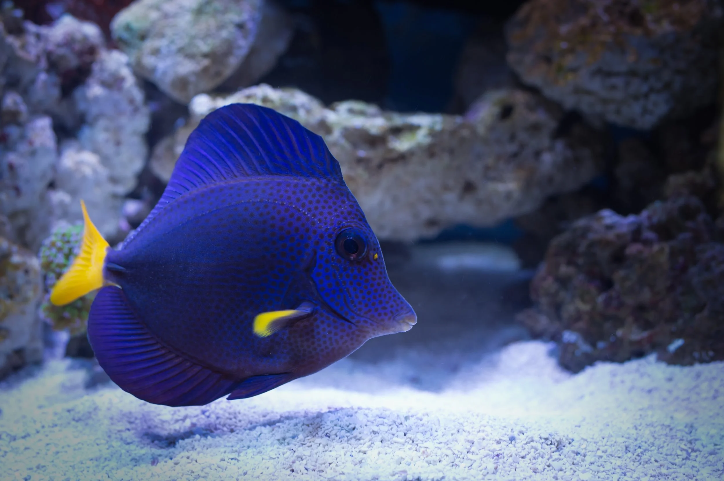 Purple Tang11.jpg