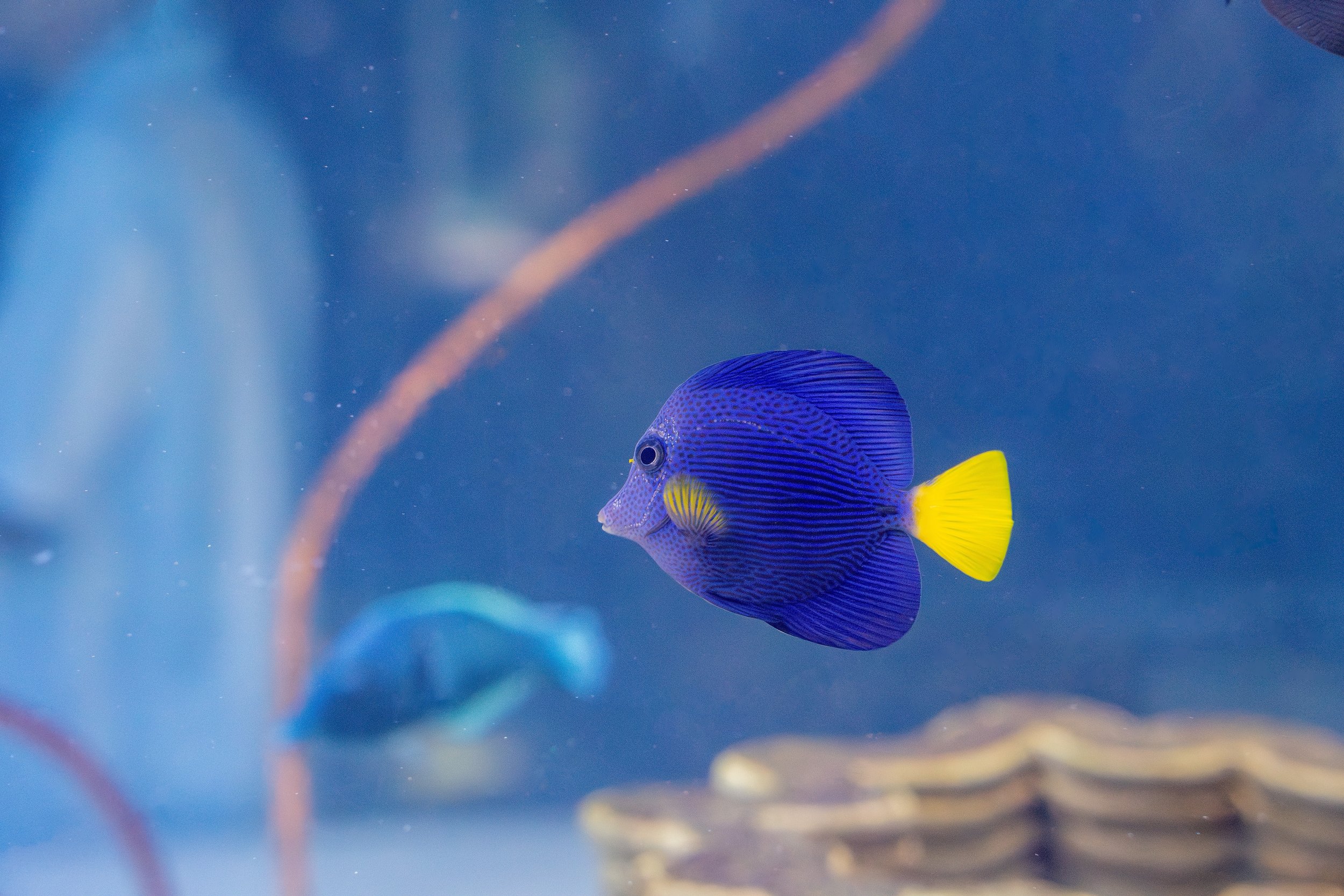 Purple Tang12.jpeg