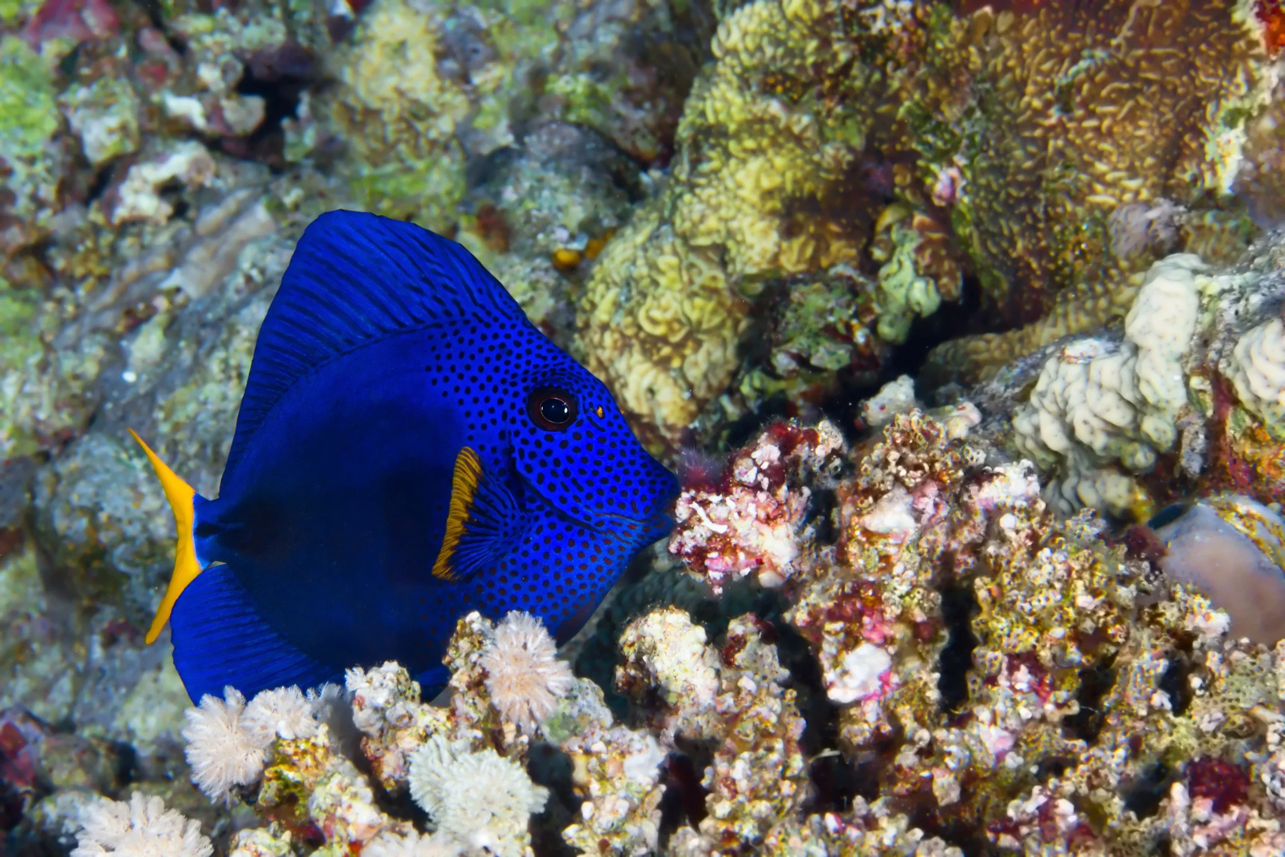 Purple Tang14.jpg