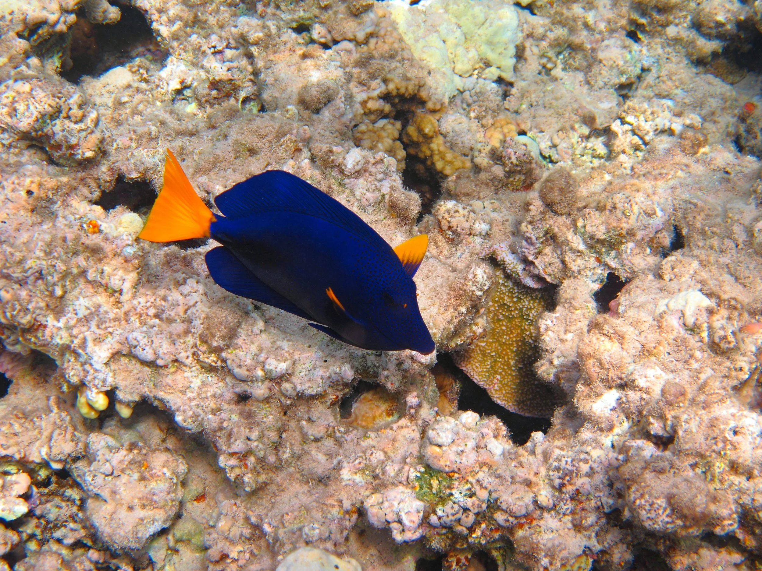 Purple Tang13.jpg