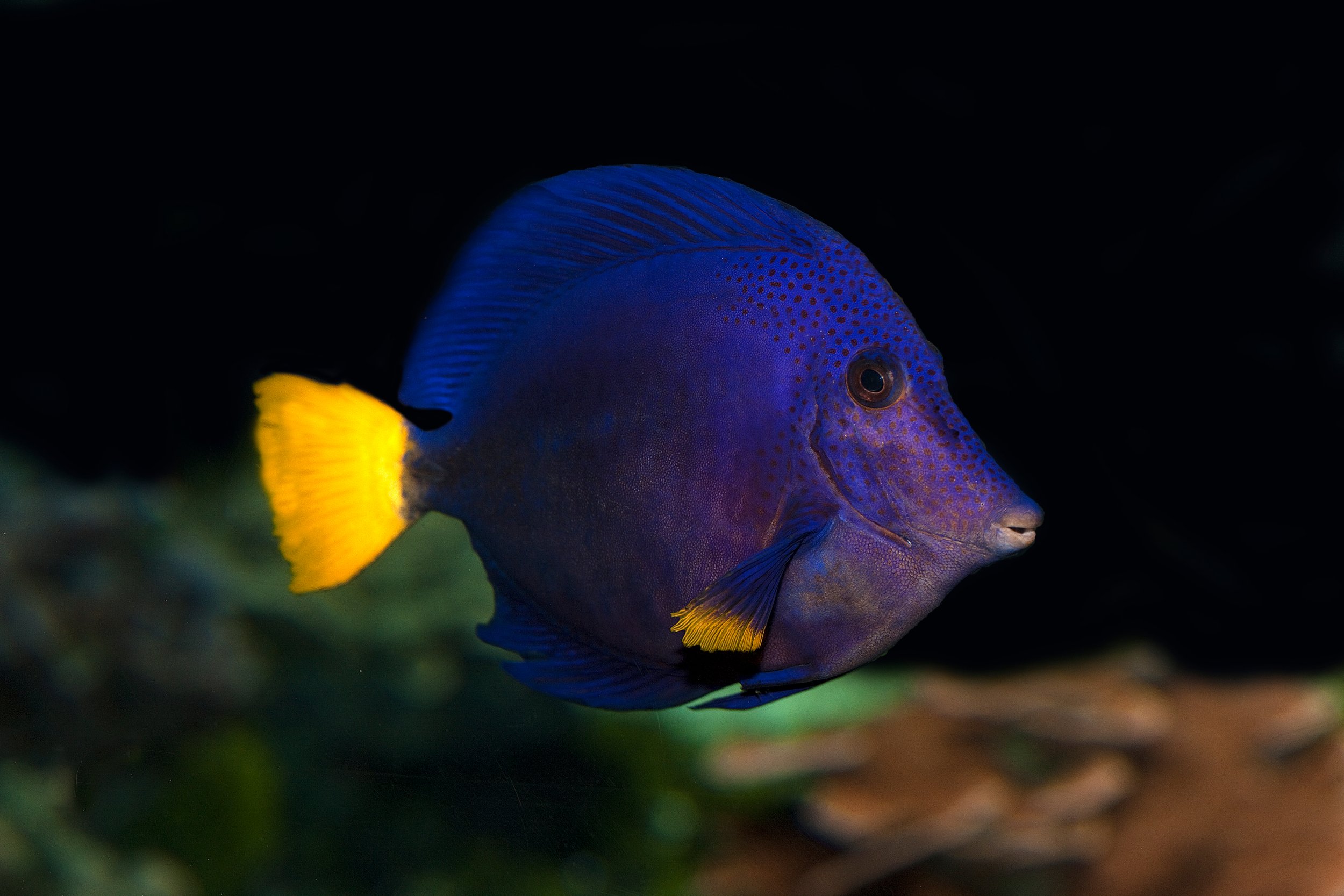 Purple Tang15.jpg