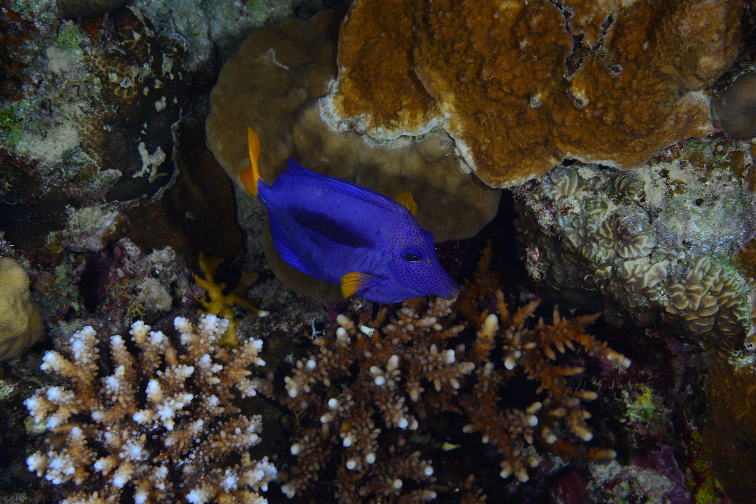 Purple Tang16.jpg