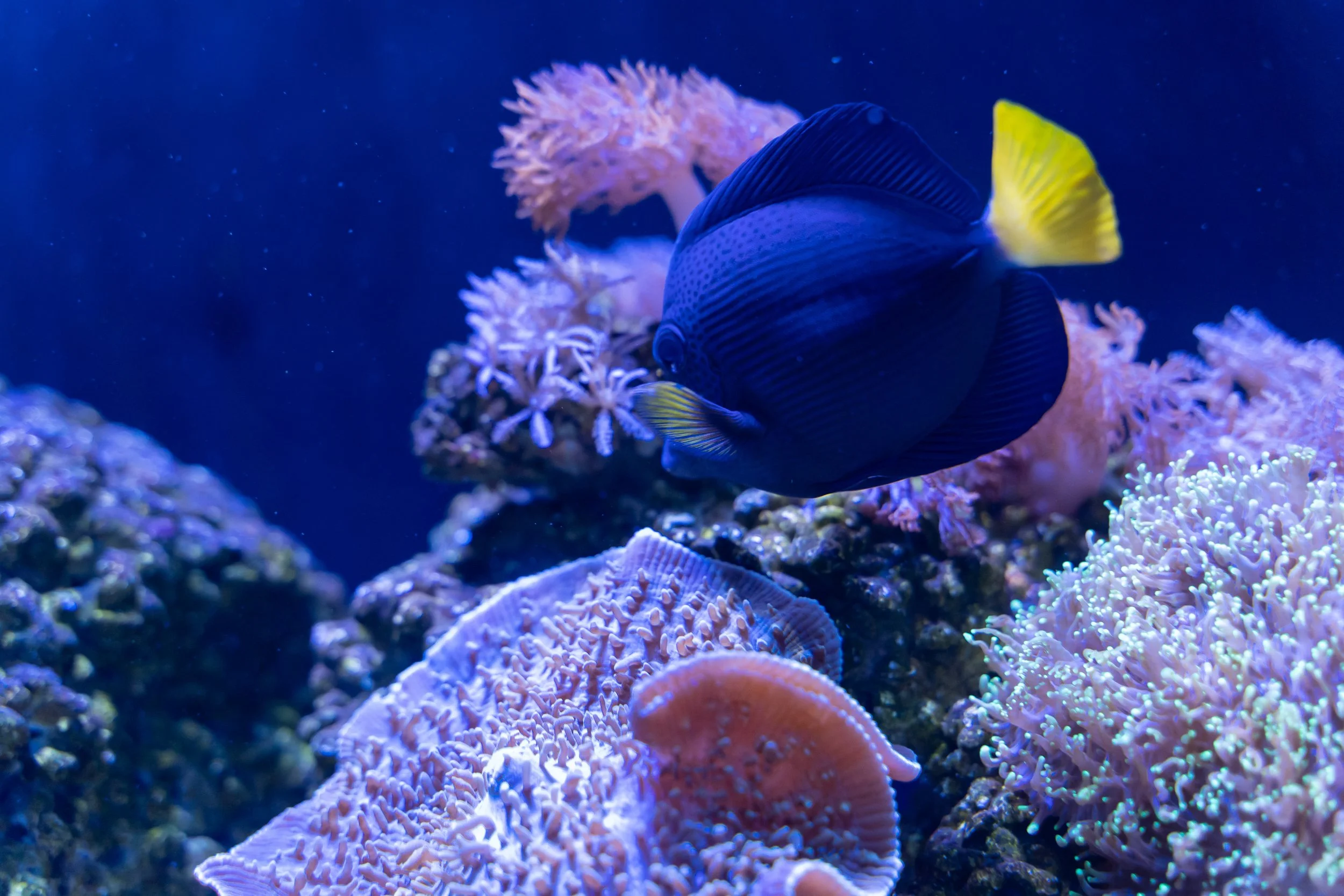 Purple Tang18.jpg