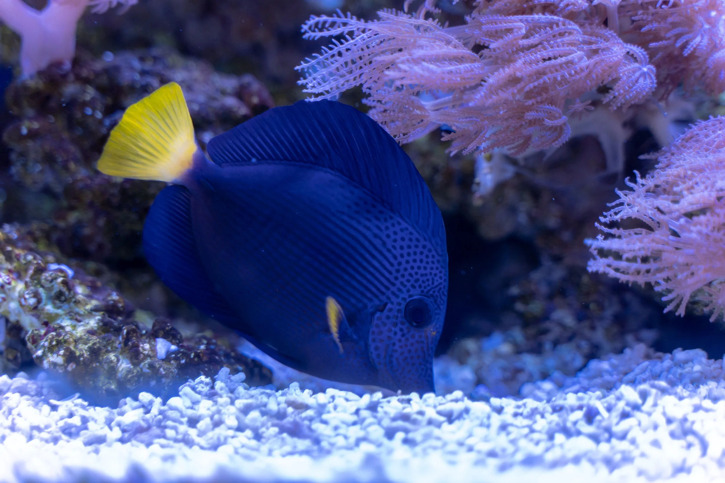 Purple Tang17.jpg