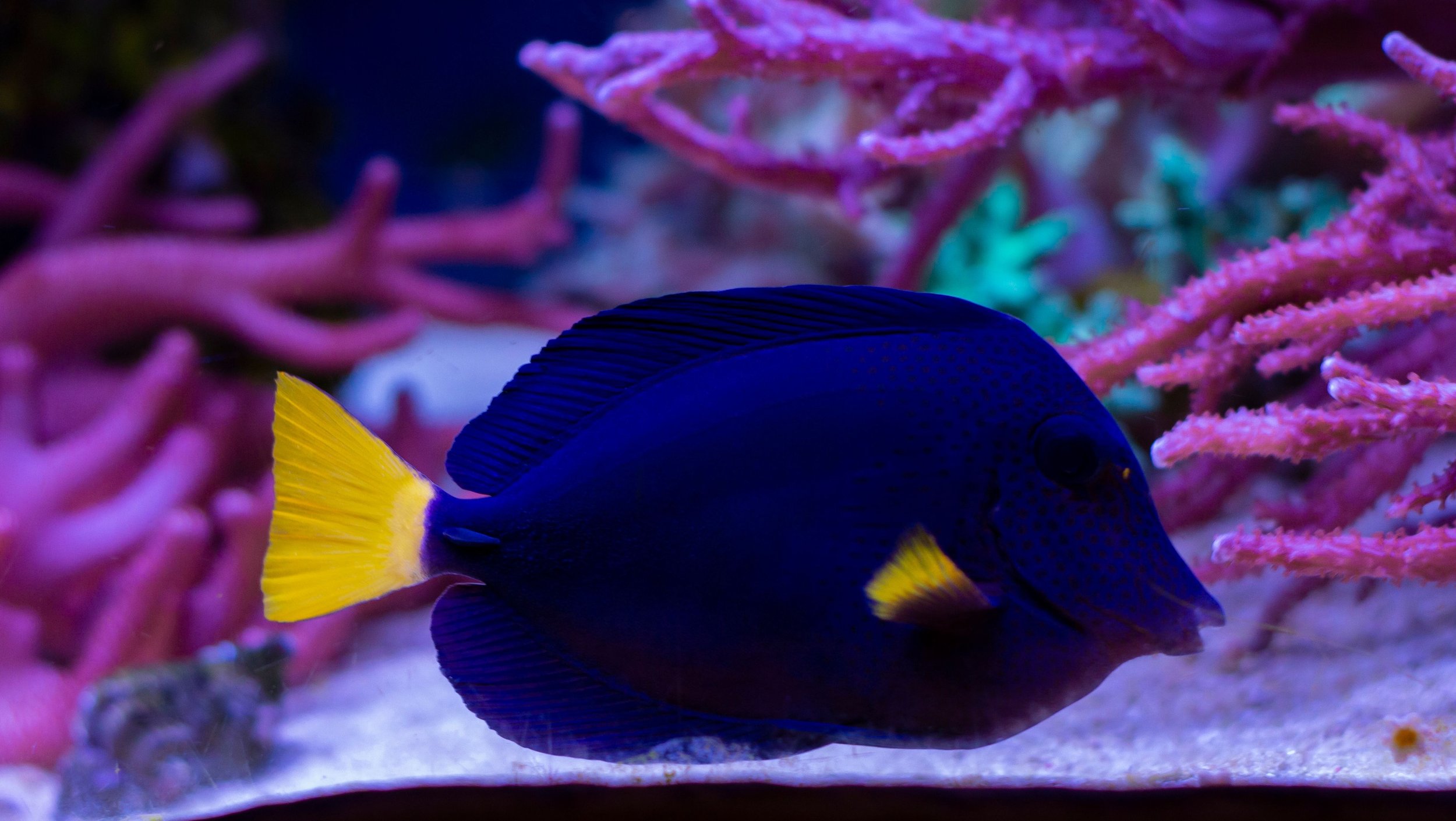 Purple Tang6.jpg