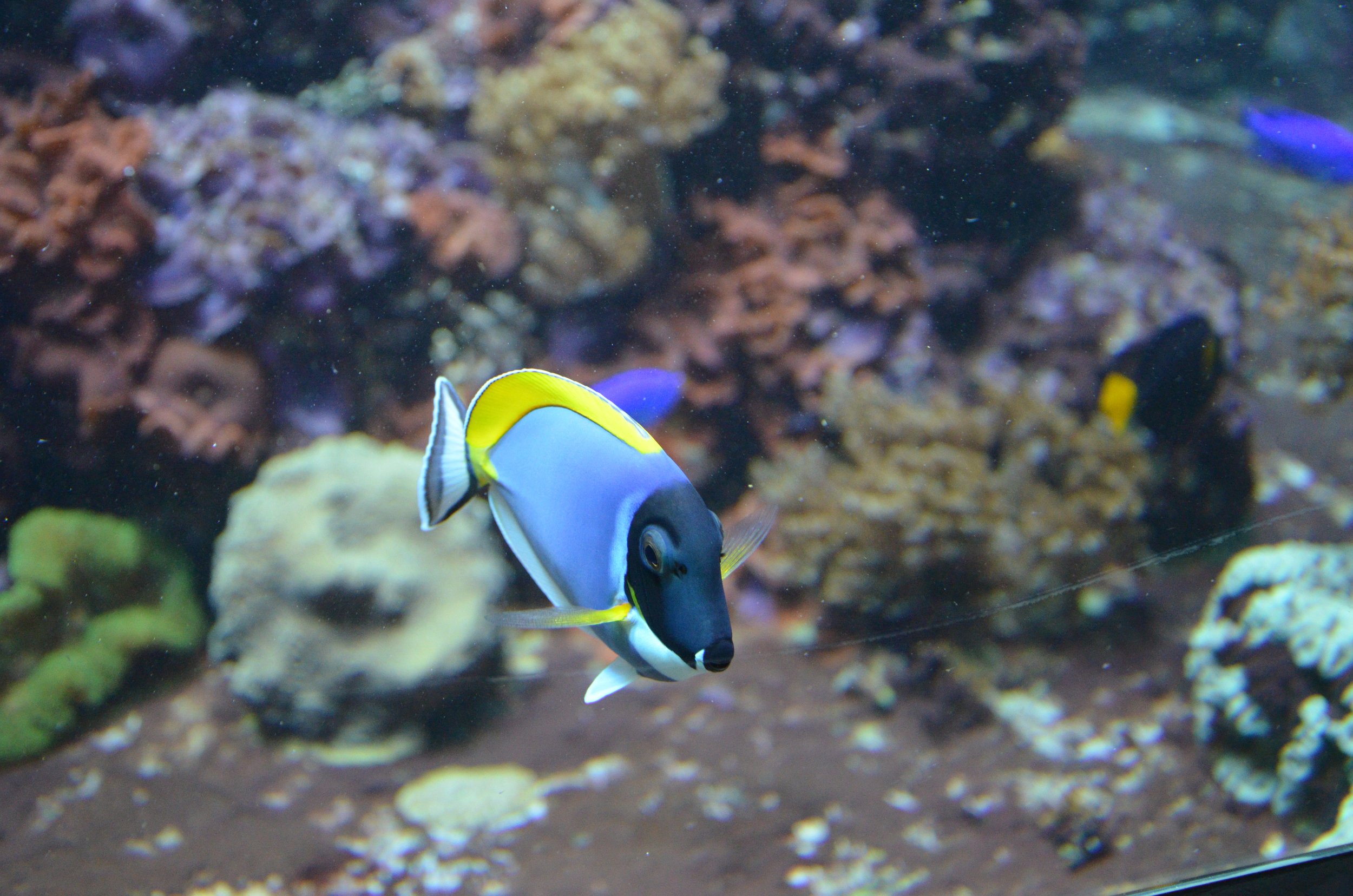 Powder Blue Tang4.jpg