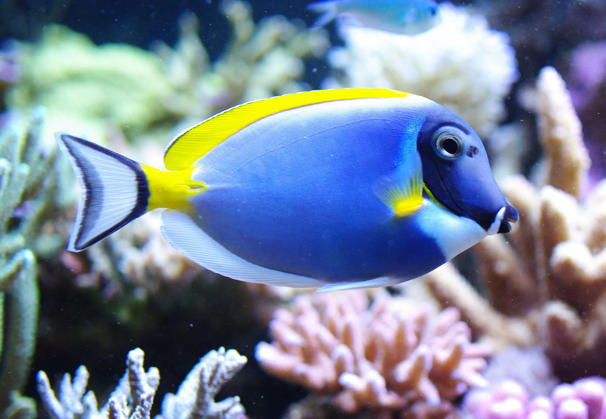 Powder Blue Tang6.jpg