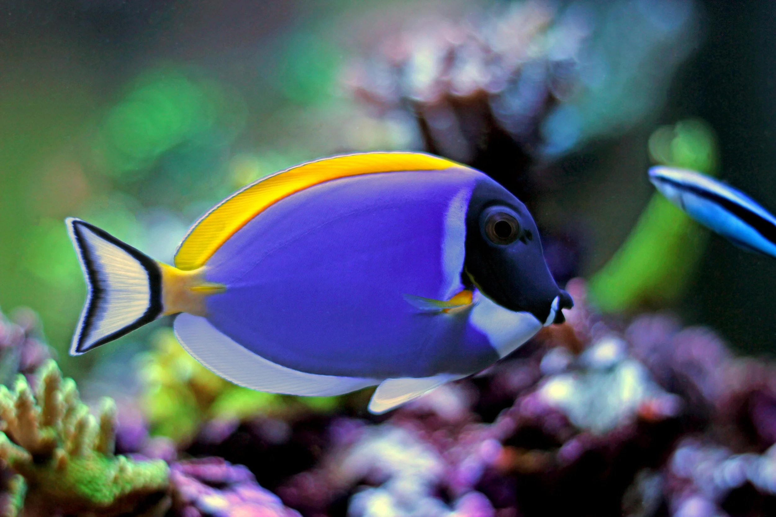 Powder Blue Tang8.jpg