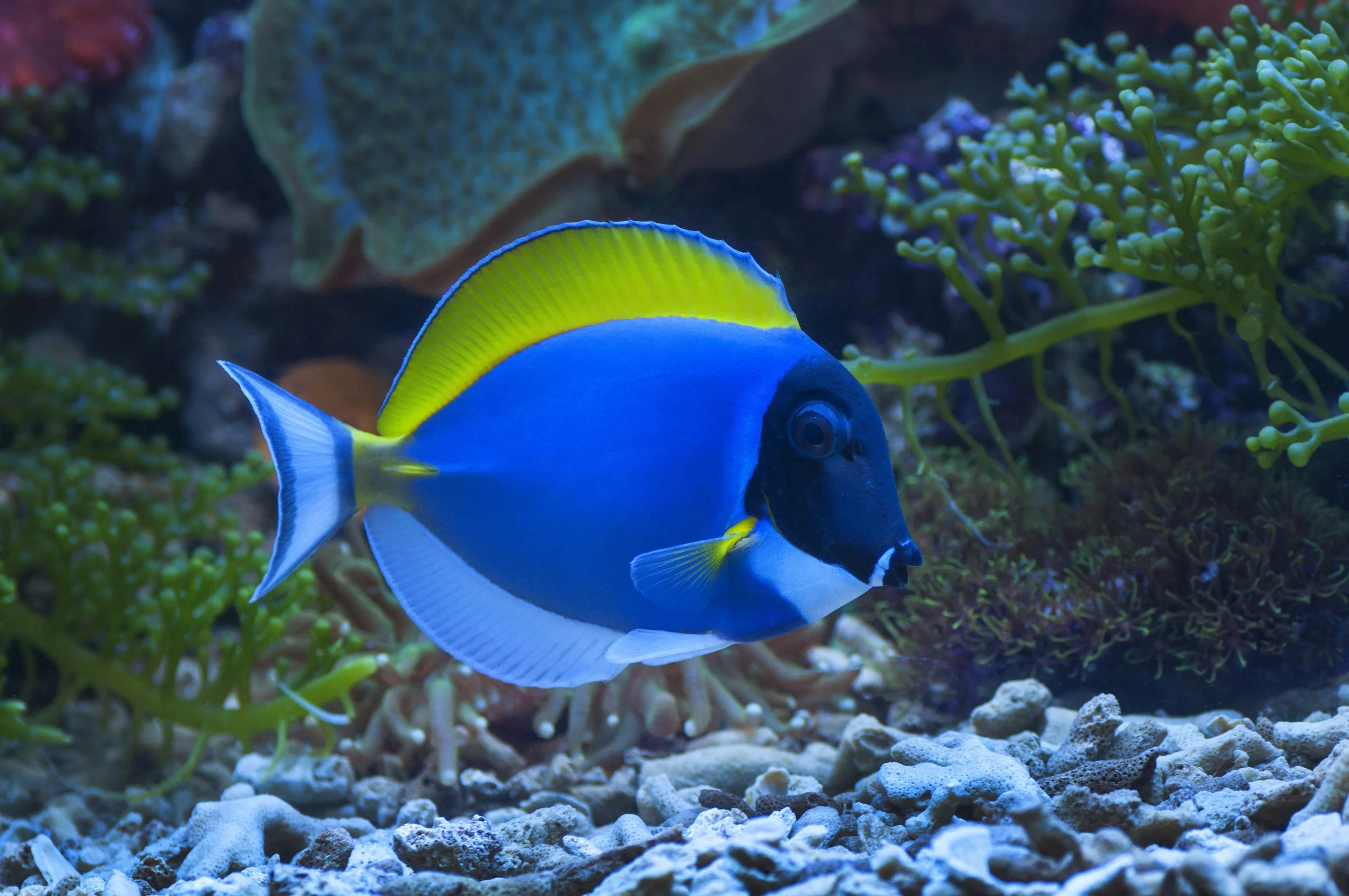 Powder Blue Tang16.jpg