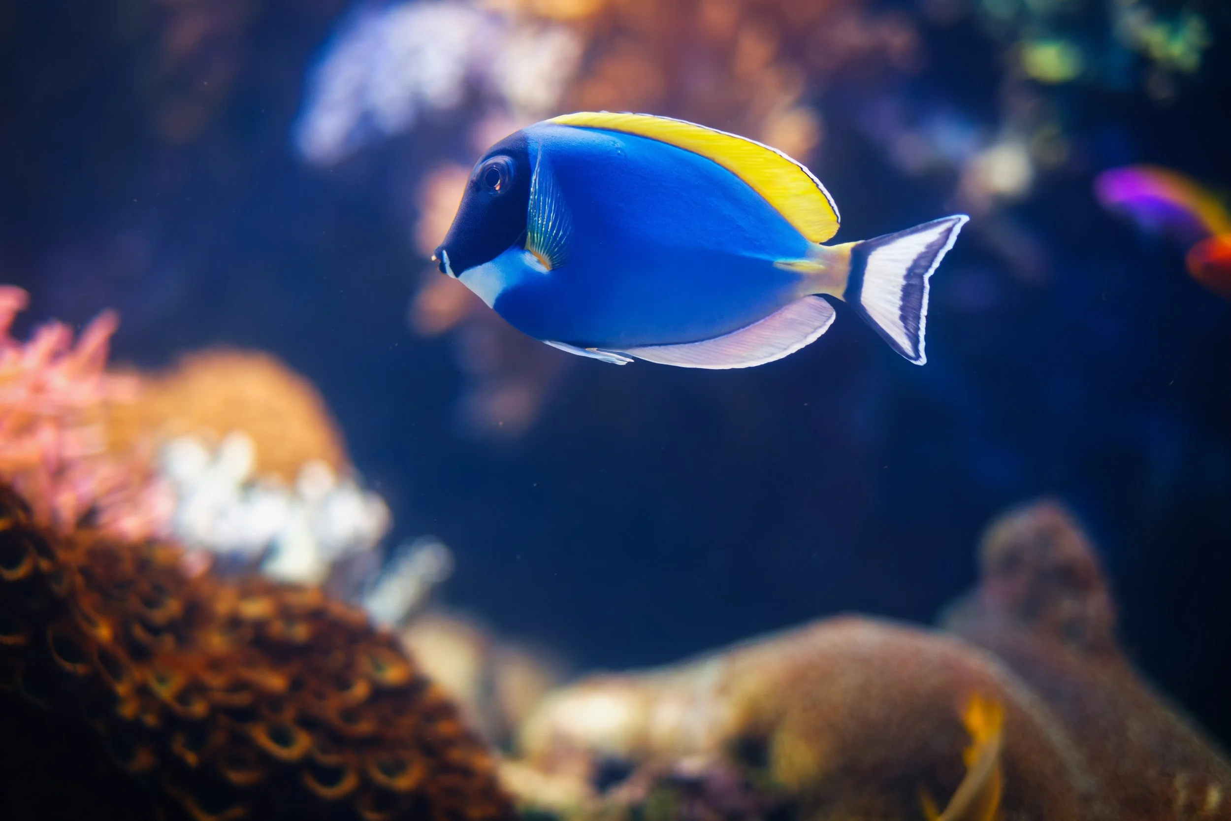 Powder Blue Tang18.jpg